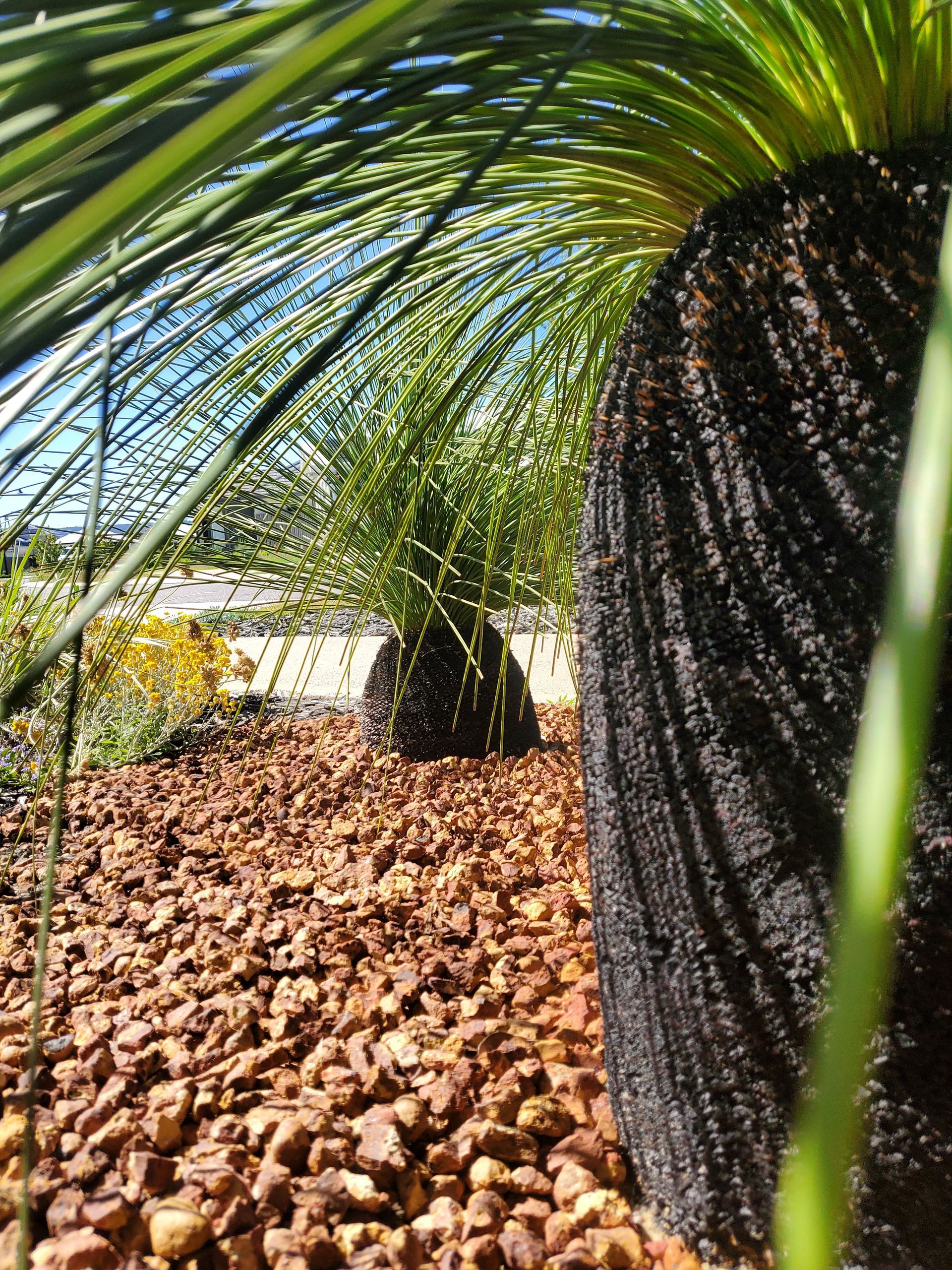 A large, textured grass tree trunk in focus, with smaller trees and brown gravel in the background.