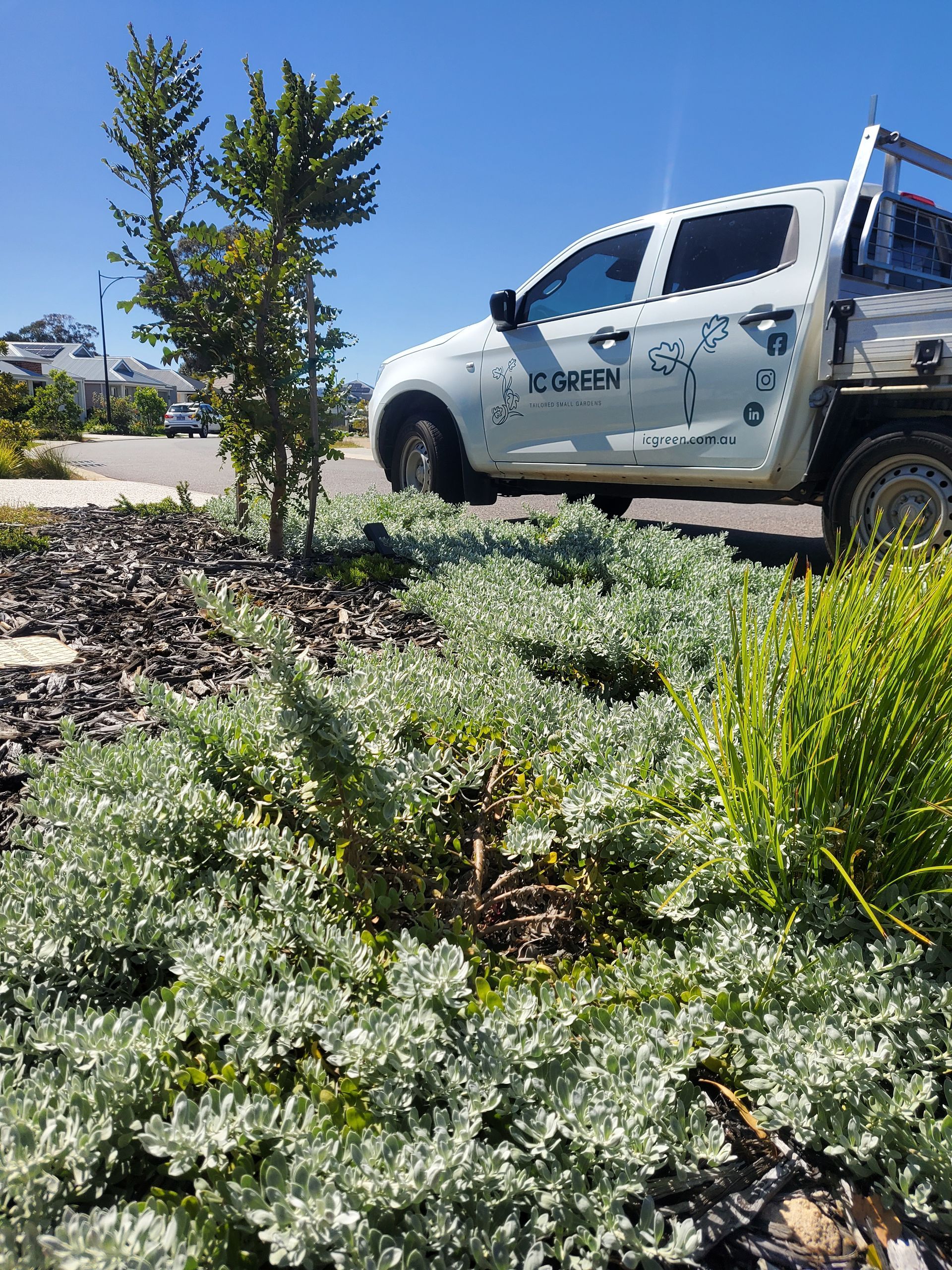 White truck parked near a landscaped garden with silver-green plants and mulch on a sunny day.