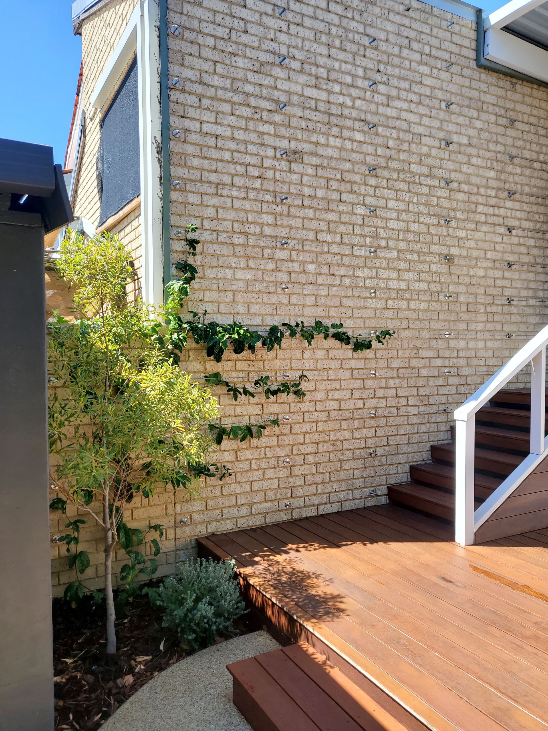 Brick wall with green climbing plant, wooden deck, stairs, and a small tree.