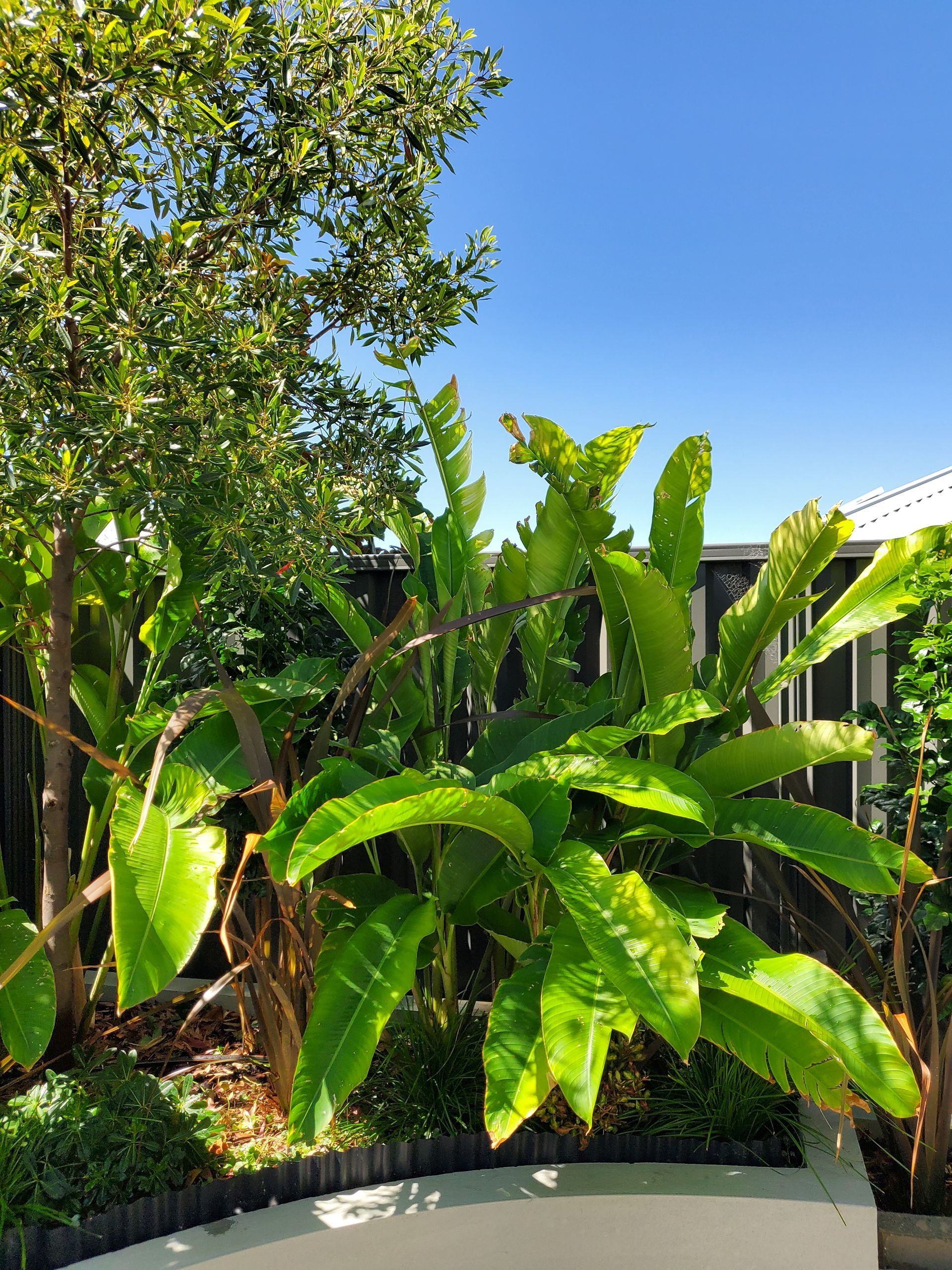 Lush green tropical plants in a garden bed with a bright blue sky.
