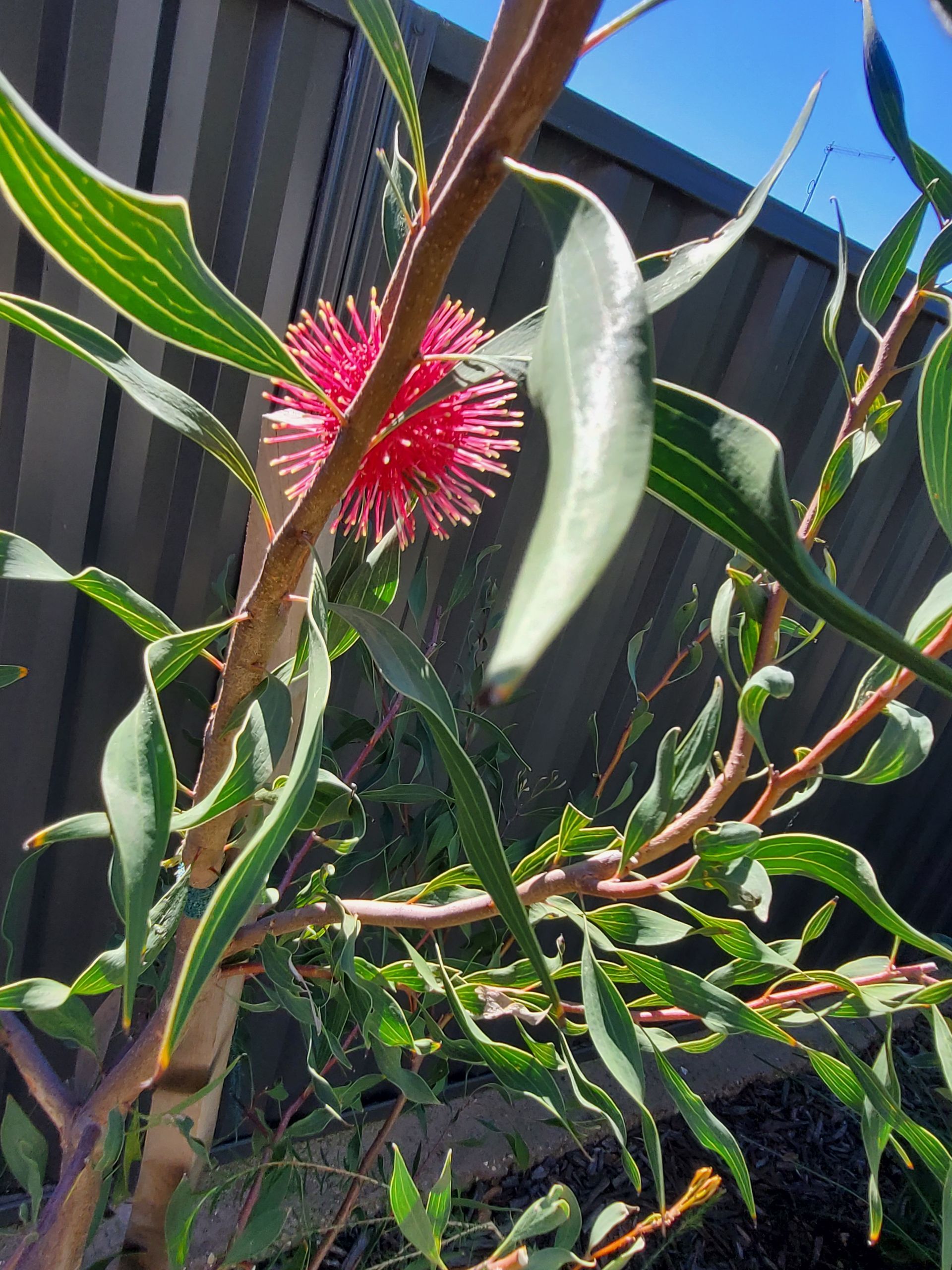Hakea laurina 'Stockdale Sensation'