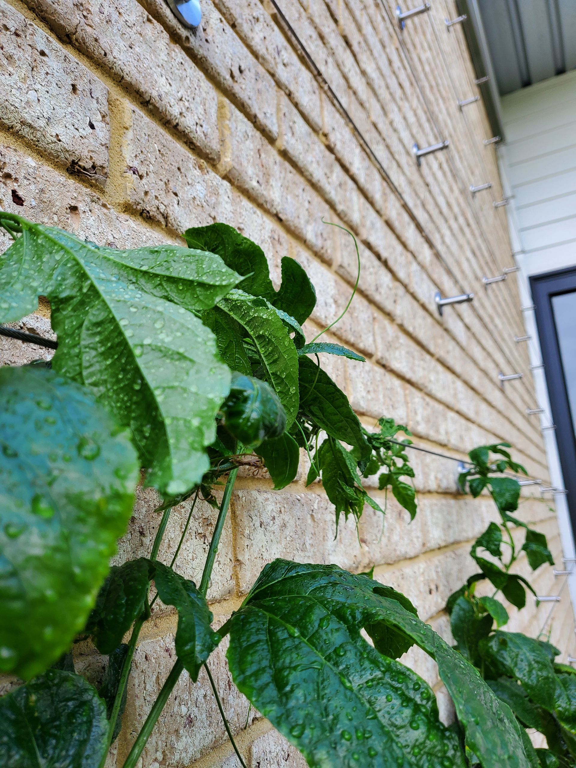 Green vine with wet leaves climbing a brick wall beside a house and window