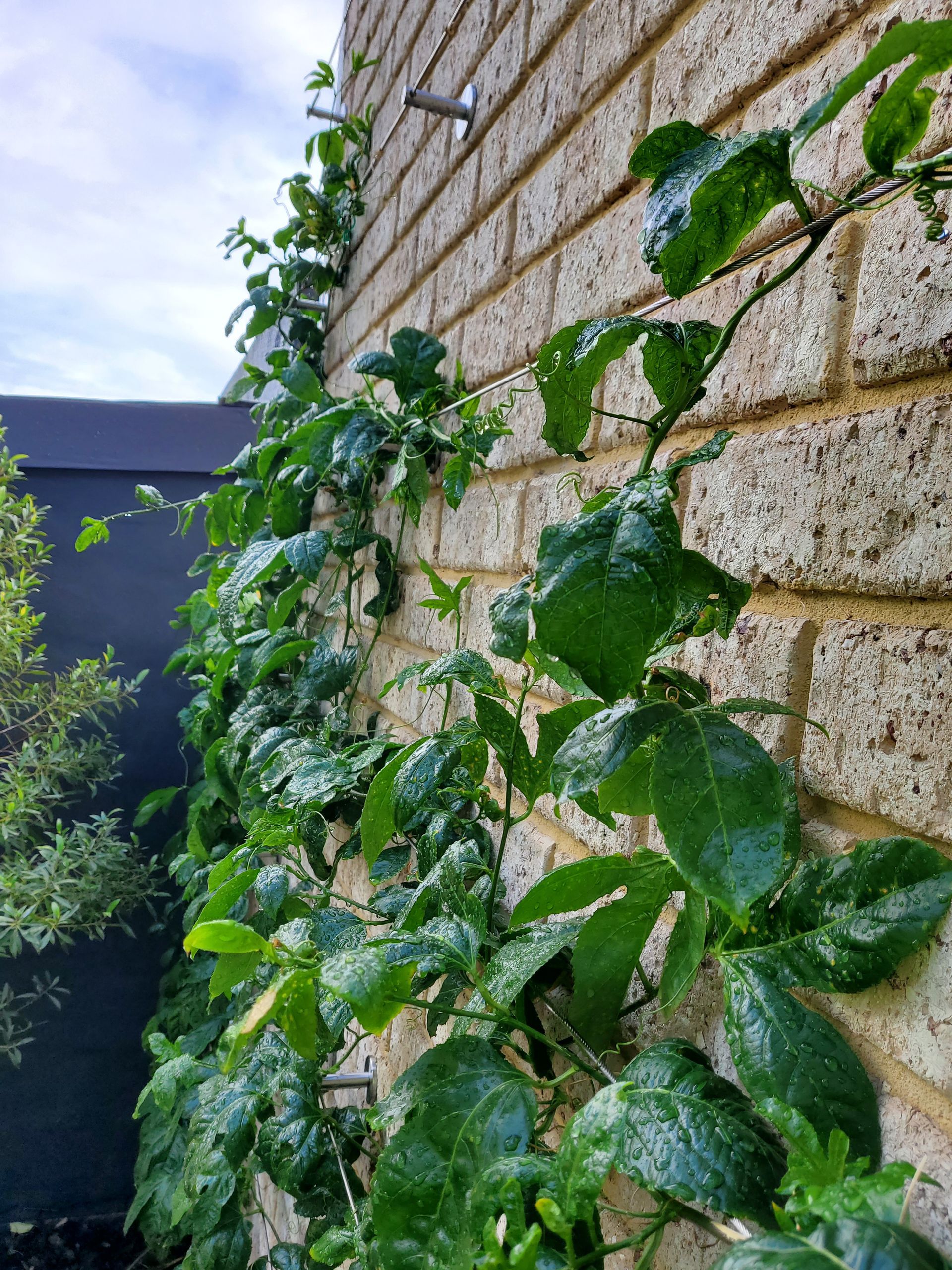 Green vine climbing a beige brick wall beside a dark fence under a cloudy sky