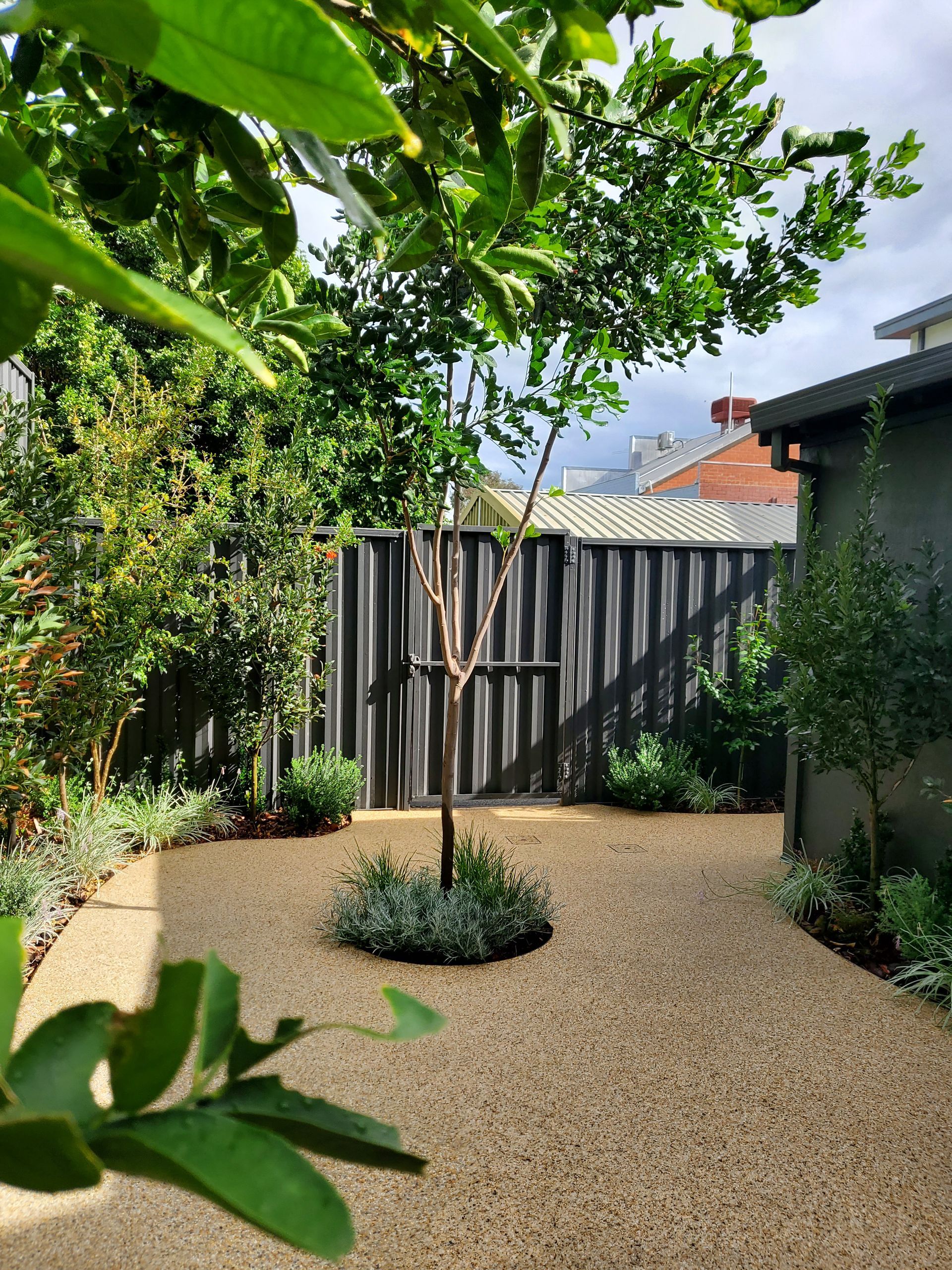 Small backyard garden with gravel ground, a young tree, shrubs, and a wooden fence in sunlight