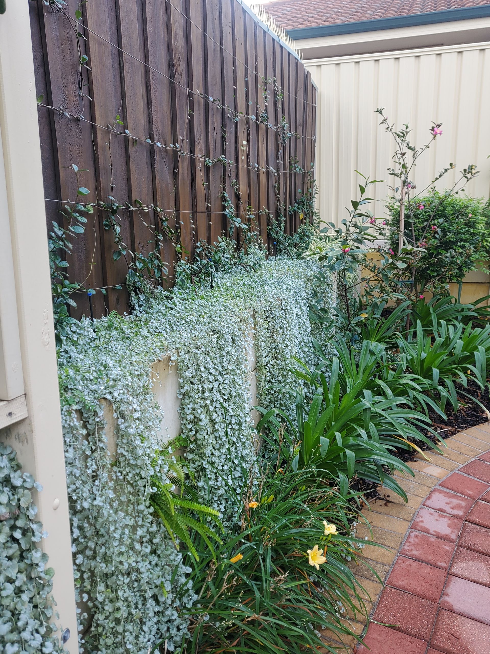 Backyard garden bed with trailing white flowers, green plants, and a brick path beside a wooden fence