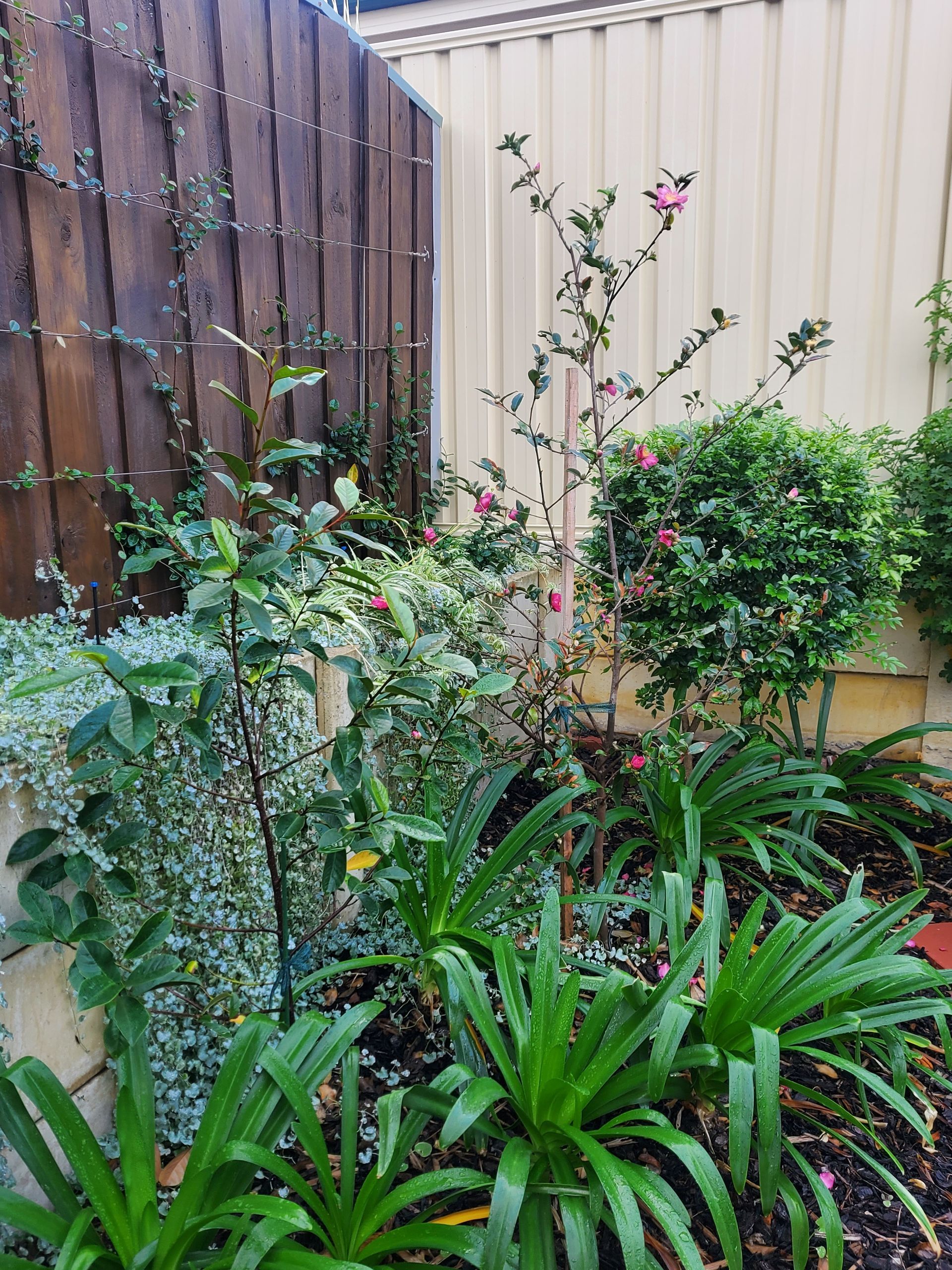 Dense garden plants against a wooden fence and cream wall, with pink flowers and lush green foliage.