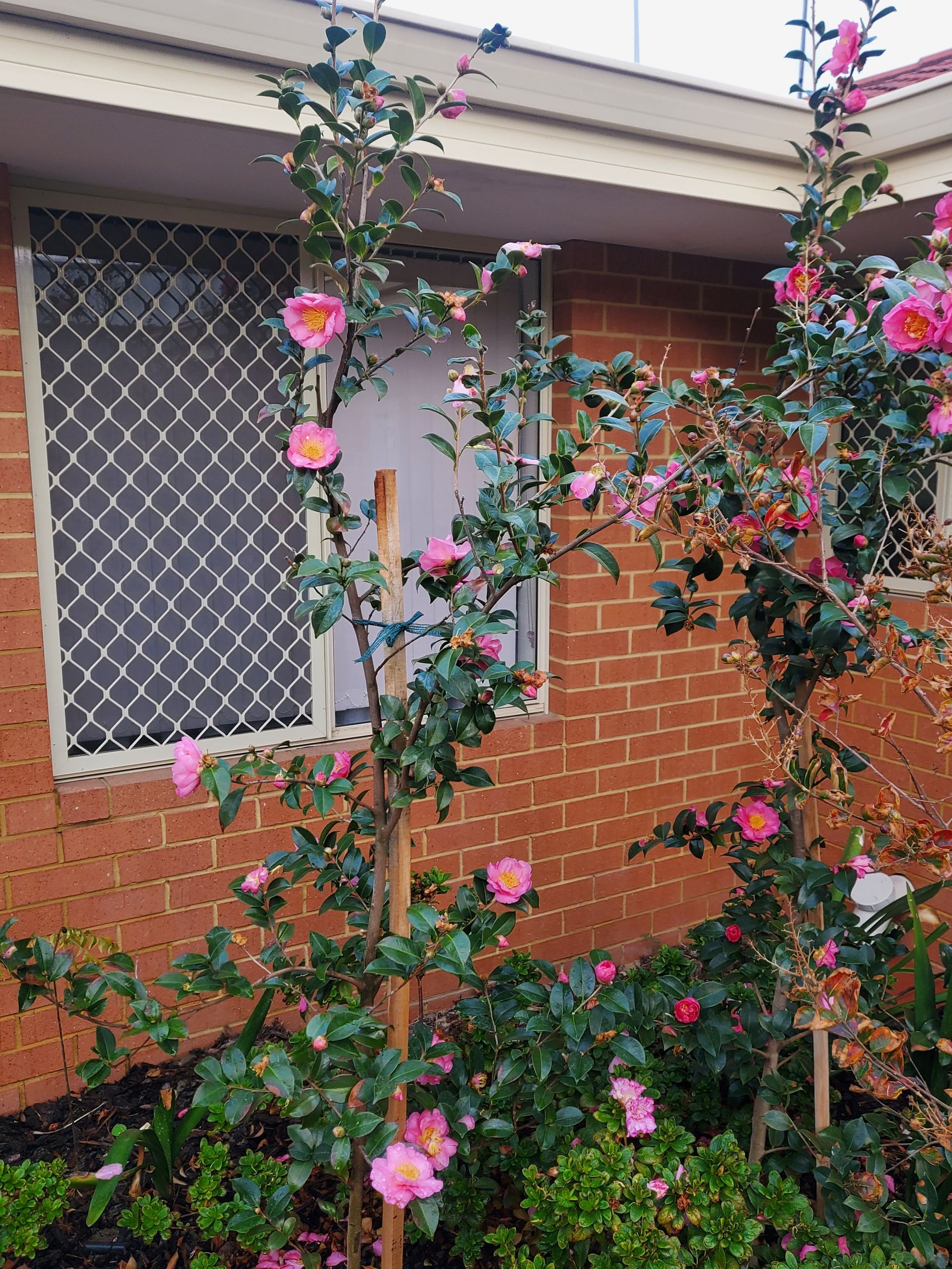 Pink flowers climbing a trellis beside a brick house window with security bars.