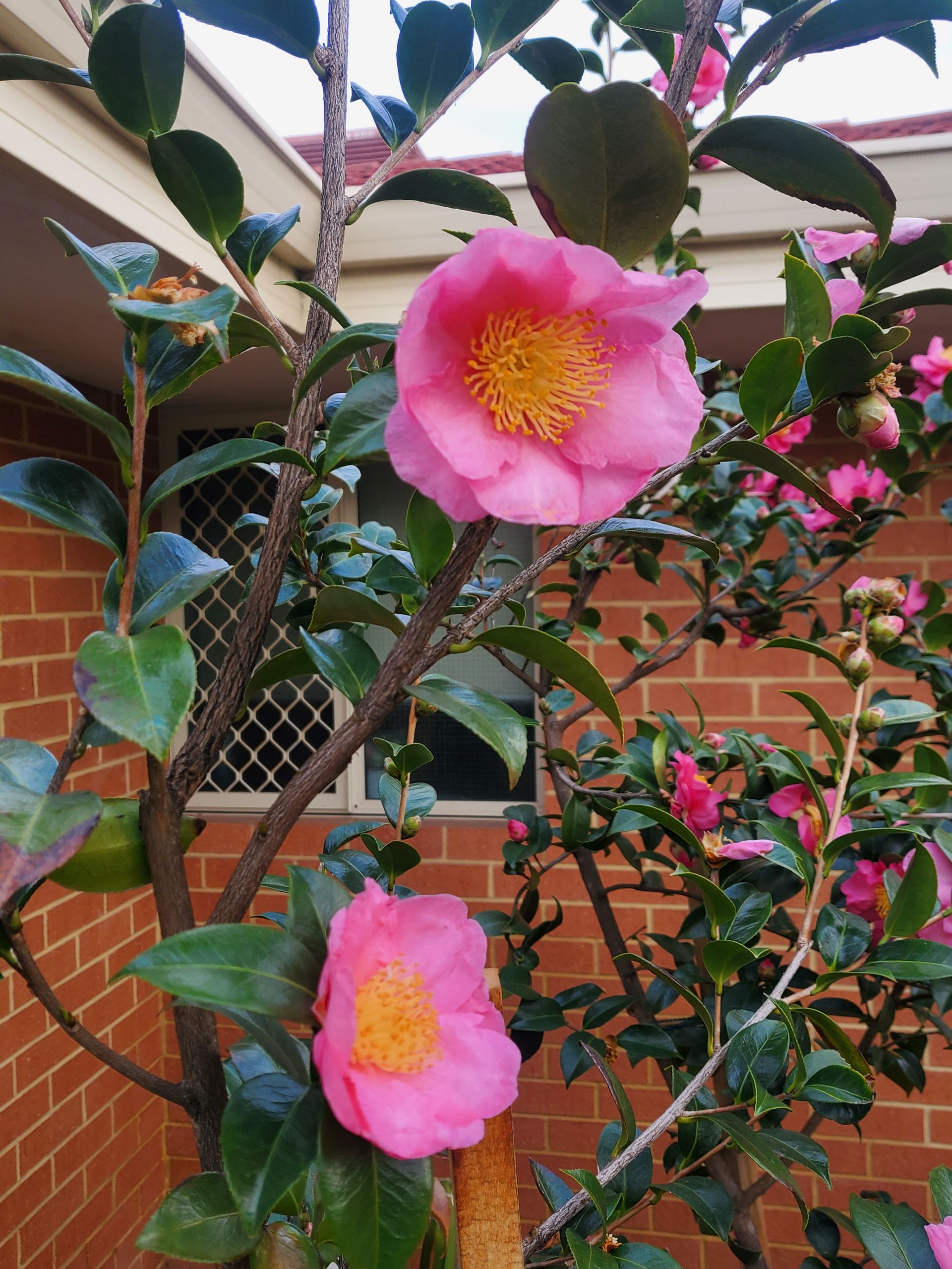 Pink flowers blooming on a green shrub against a brick wall and window