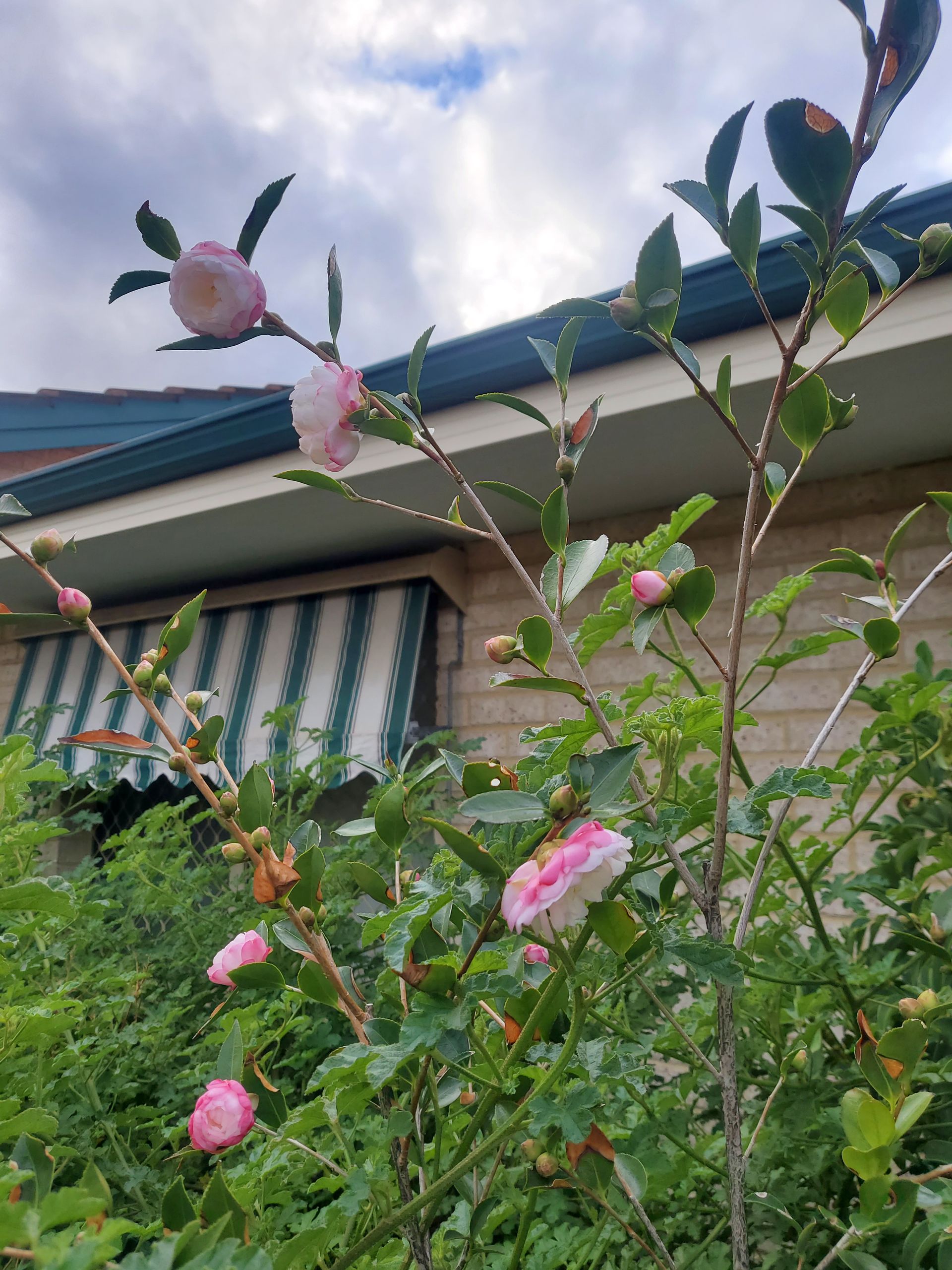 Pink flowers blooming beside a house under a cloudy sky