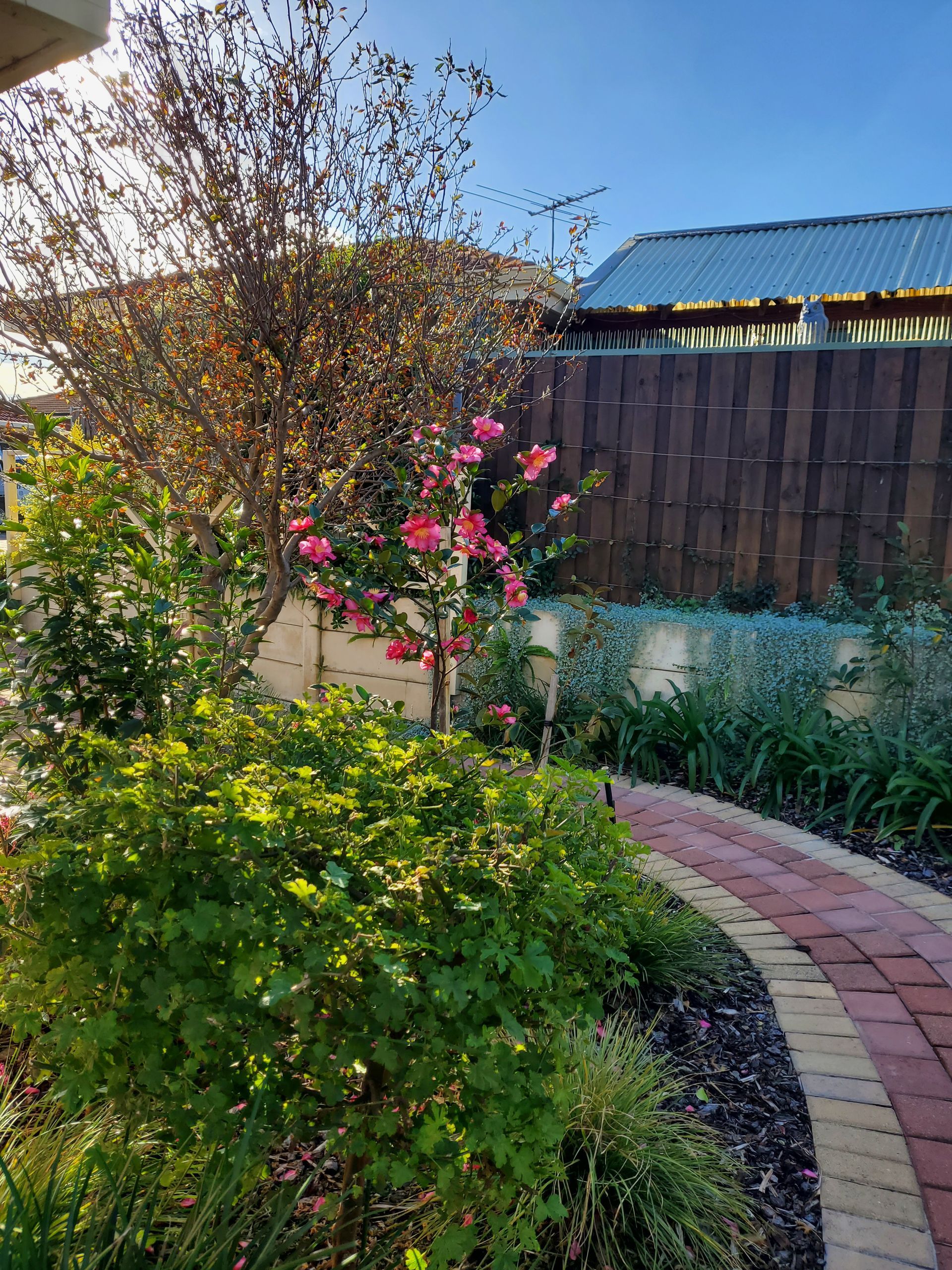Curved brick path beside lush green shrubs and pink flowers, with a wooden fence and blue-roofed building beyond