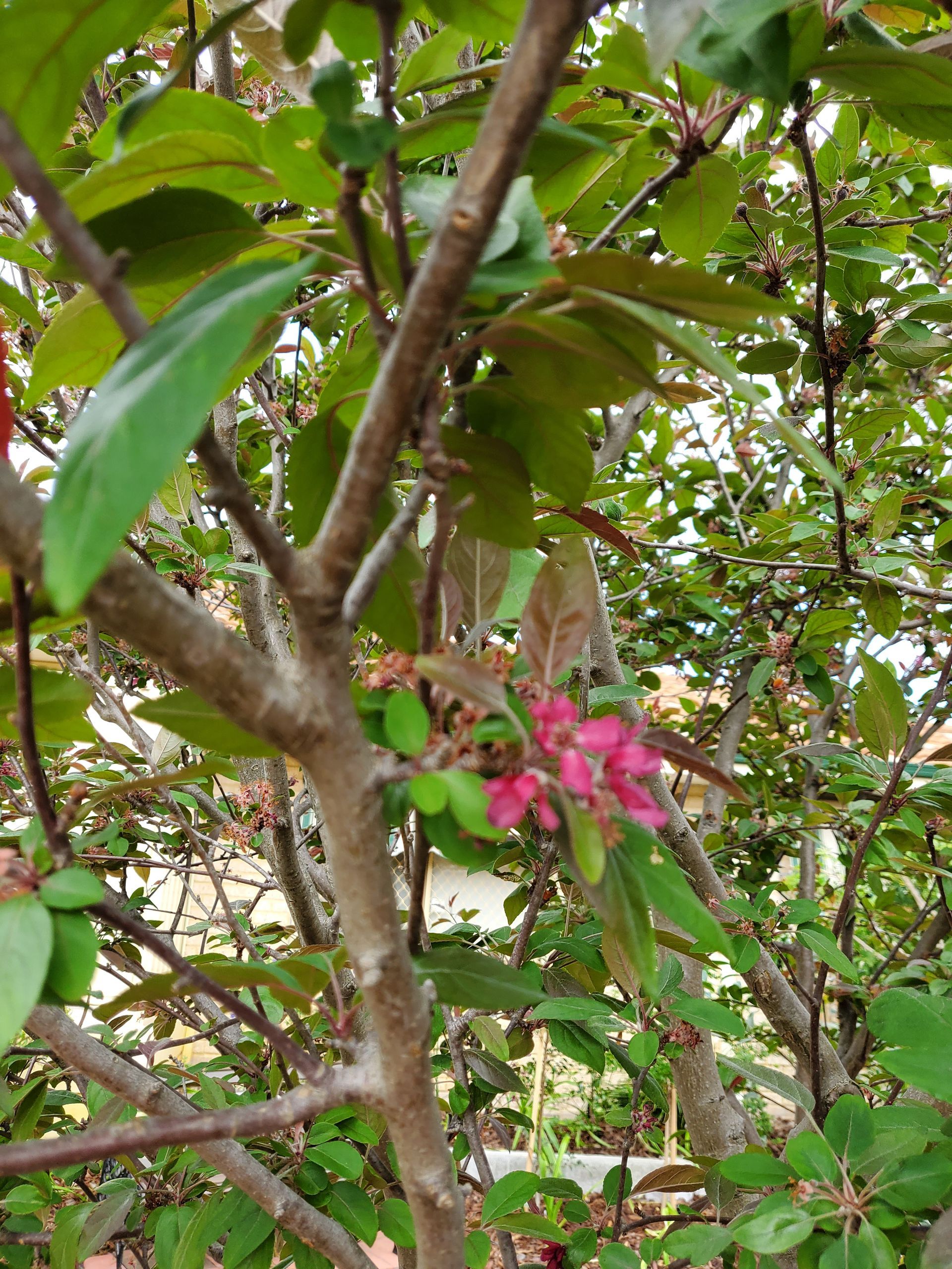 Branch of tree with green leaves and small pink flowers.
