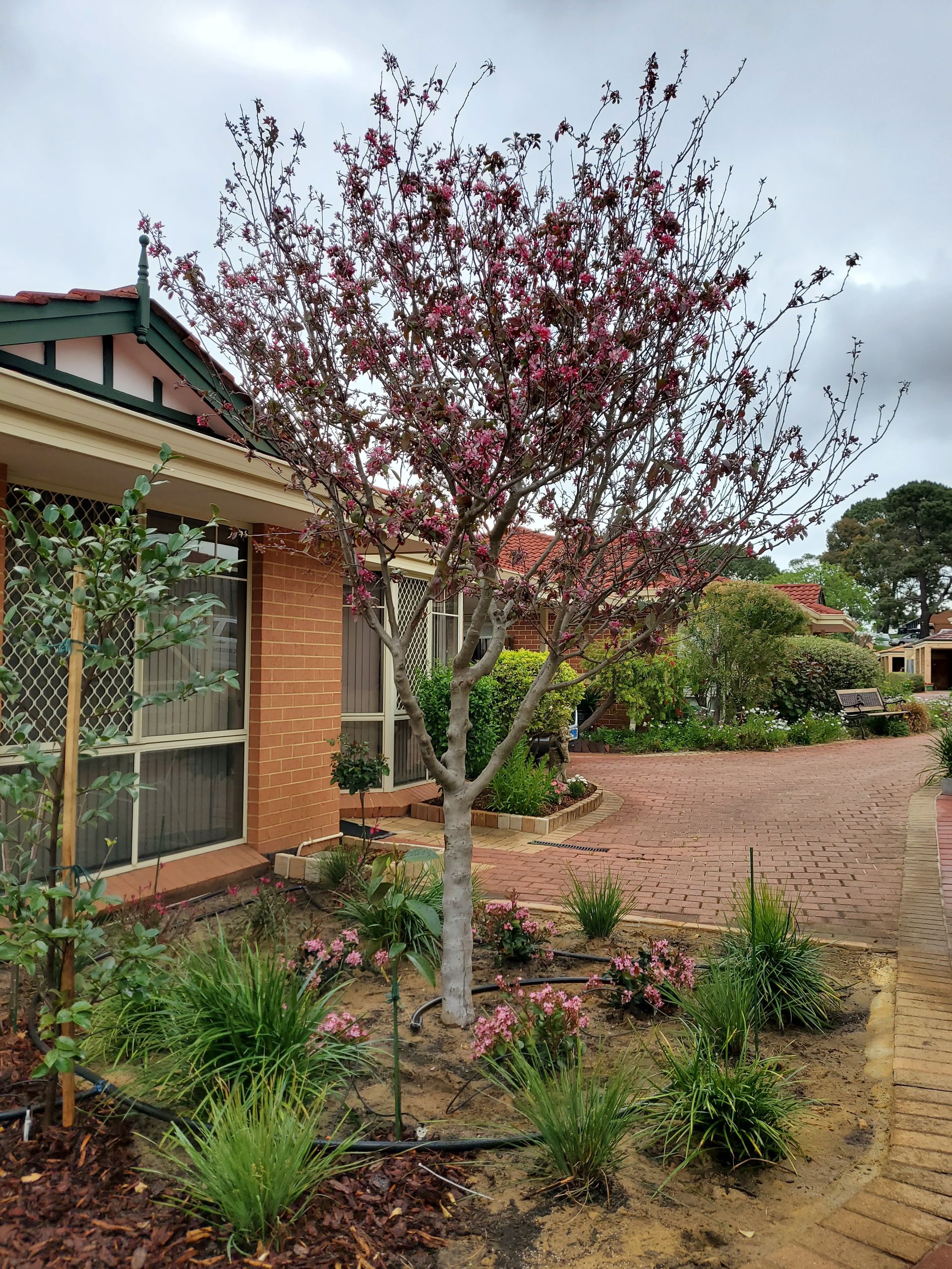 A flowering plum tree with dark pink blossoms in front of a brick house on a cloudy day.