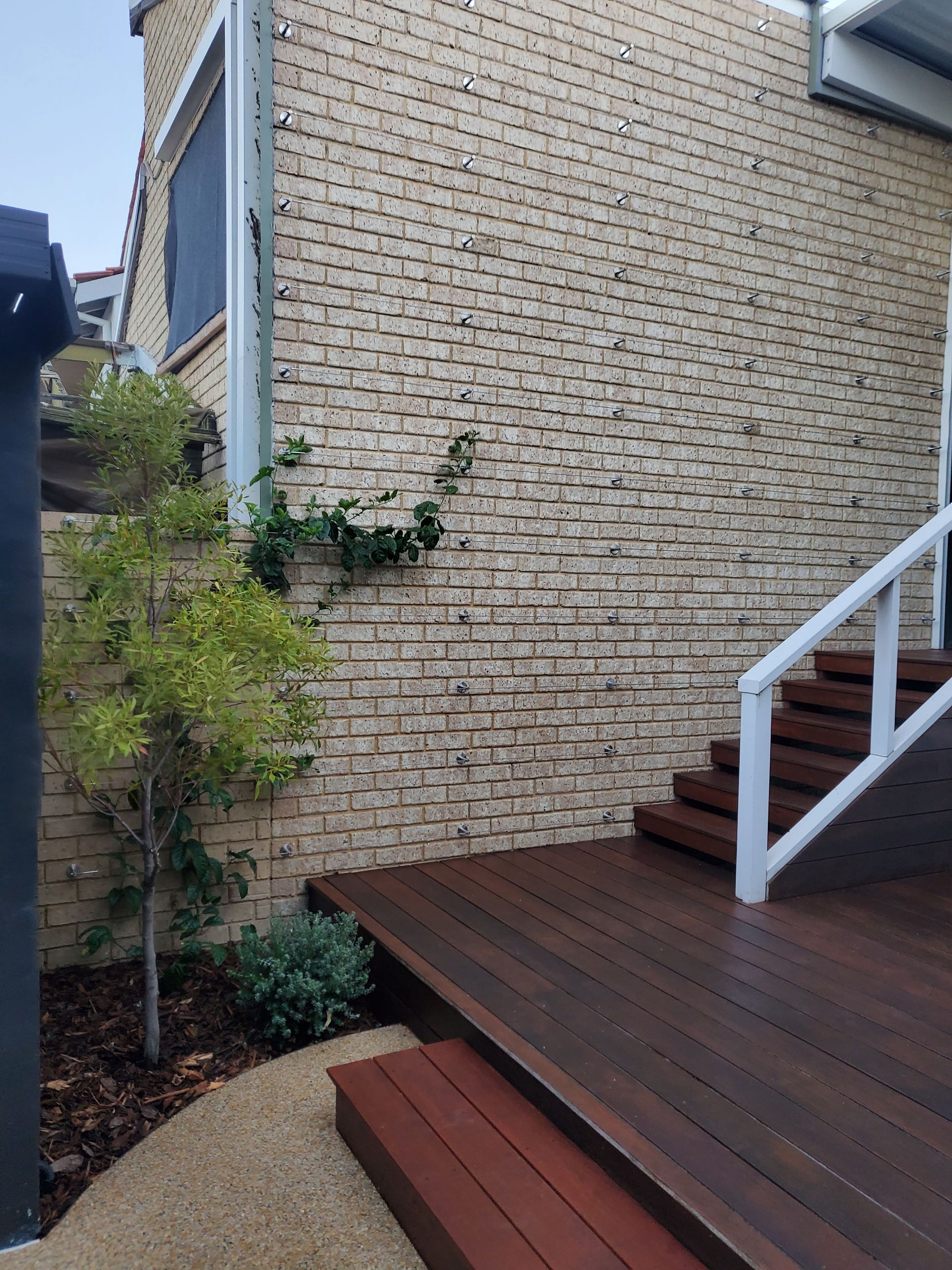 Brick wall with a dark wood deck and stairs, with a small tree and green plant.