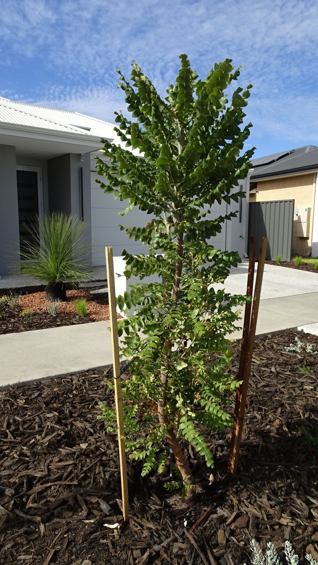 Young tree supported by stakes, planted in mulch near a house, blue sky background.