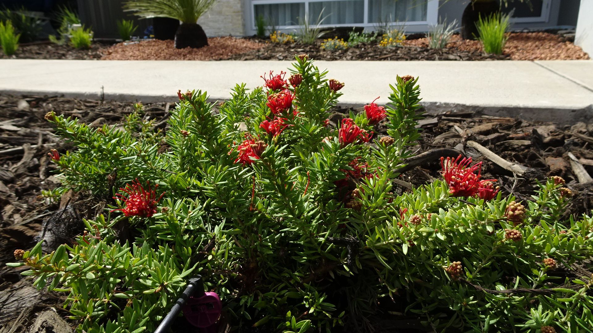 Green shrub with red flowers blooming in front of a building.