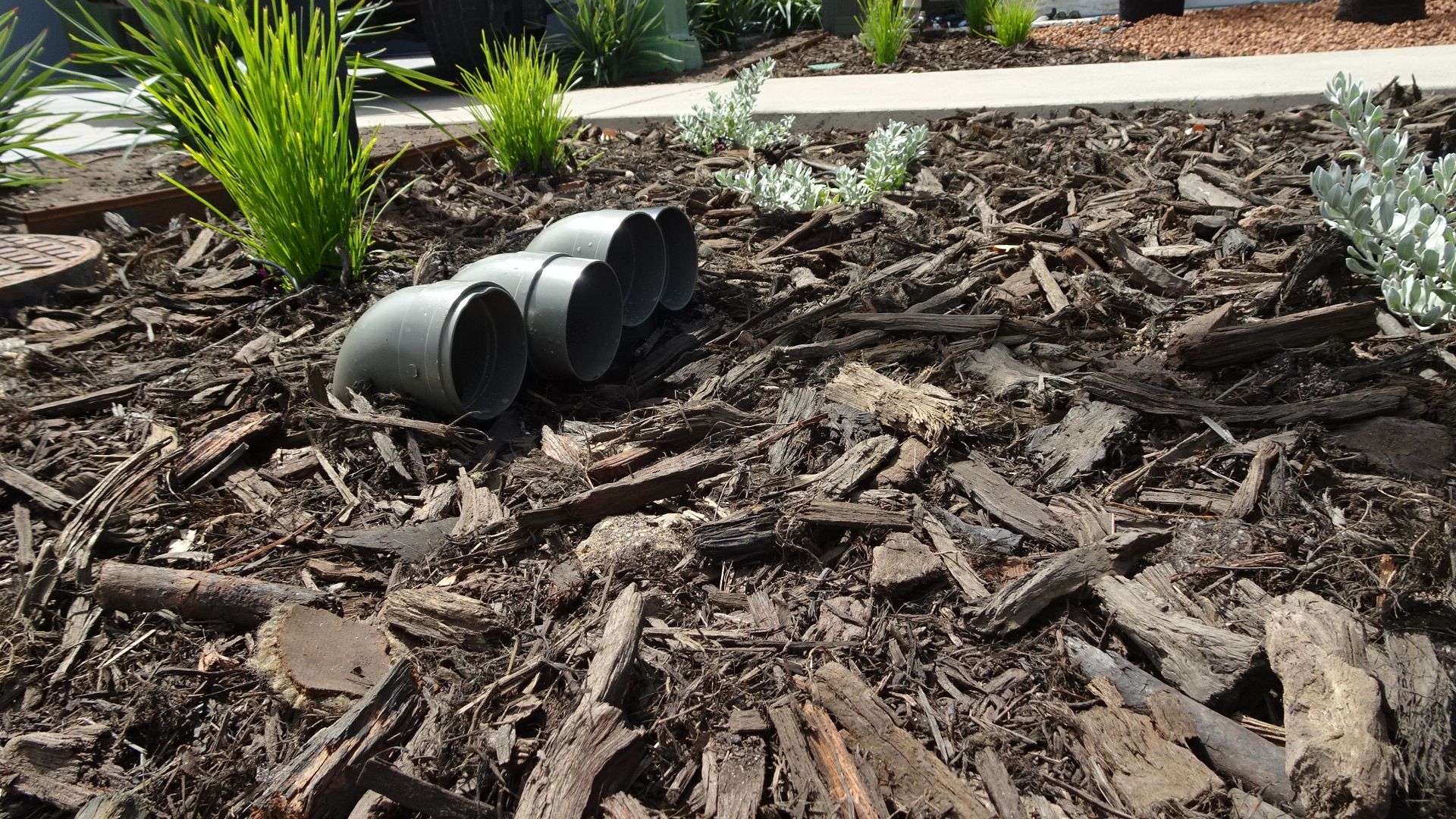 Black plastic pots lie in wood chip mulch in a garden bed with small plants.