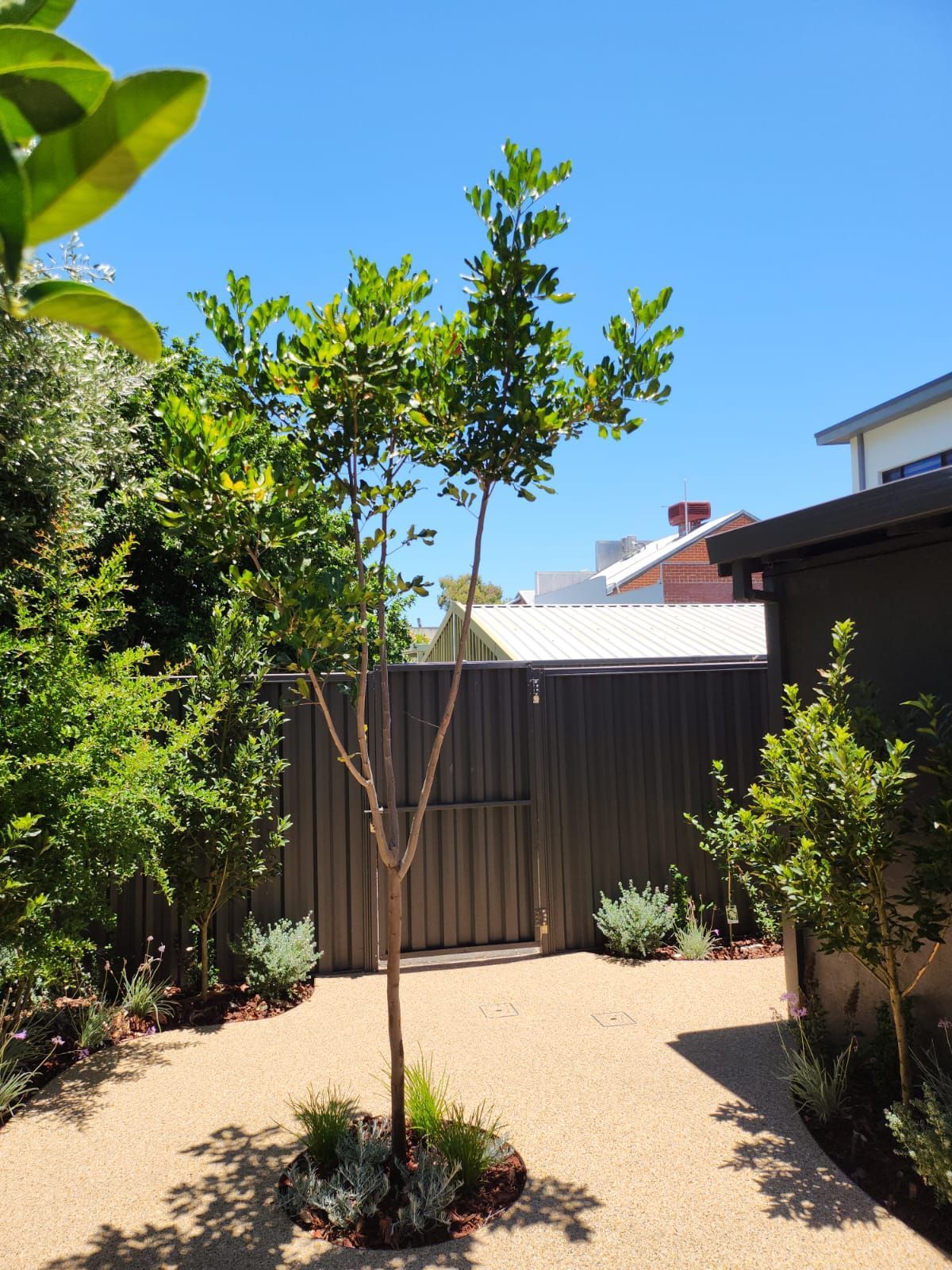 A slender tree with green leaves in a gravel yard, with brown fence and blue sky in the background.