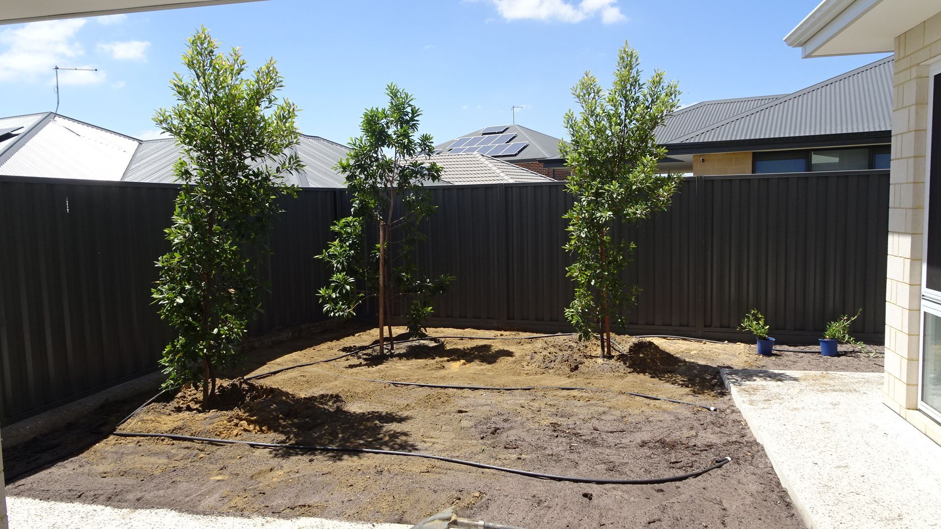 Backyard with several young trees in a dirt patch against a dark fence under a blue sky.