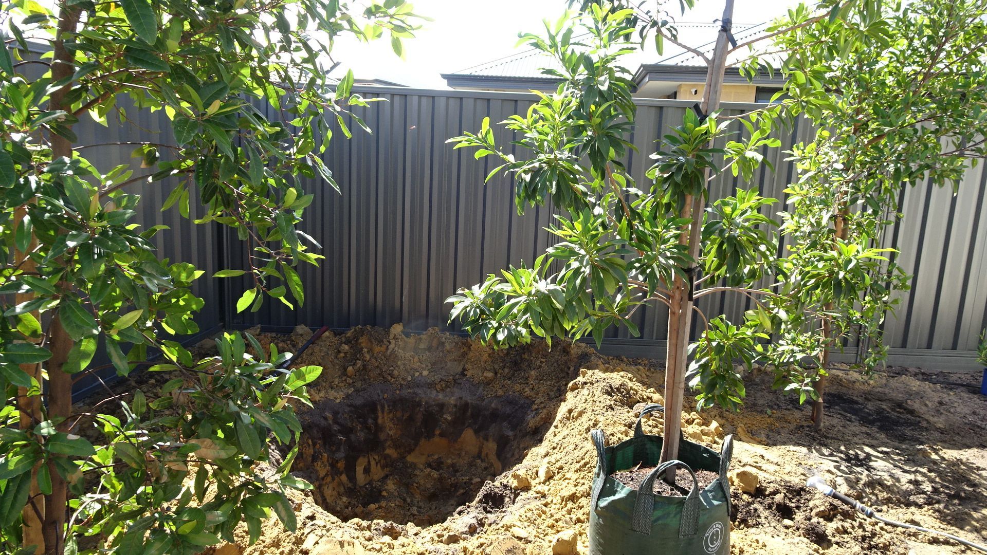 Trees in a yard with a large hole dug in the ground near a wooden fence.