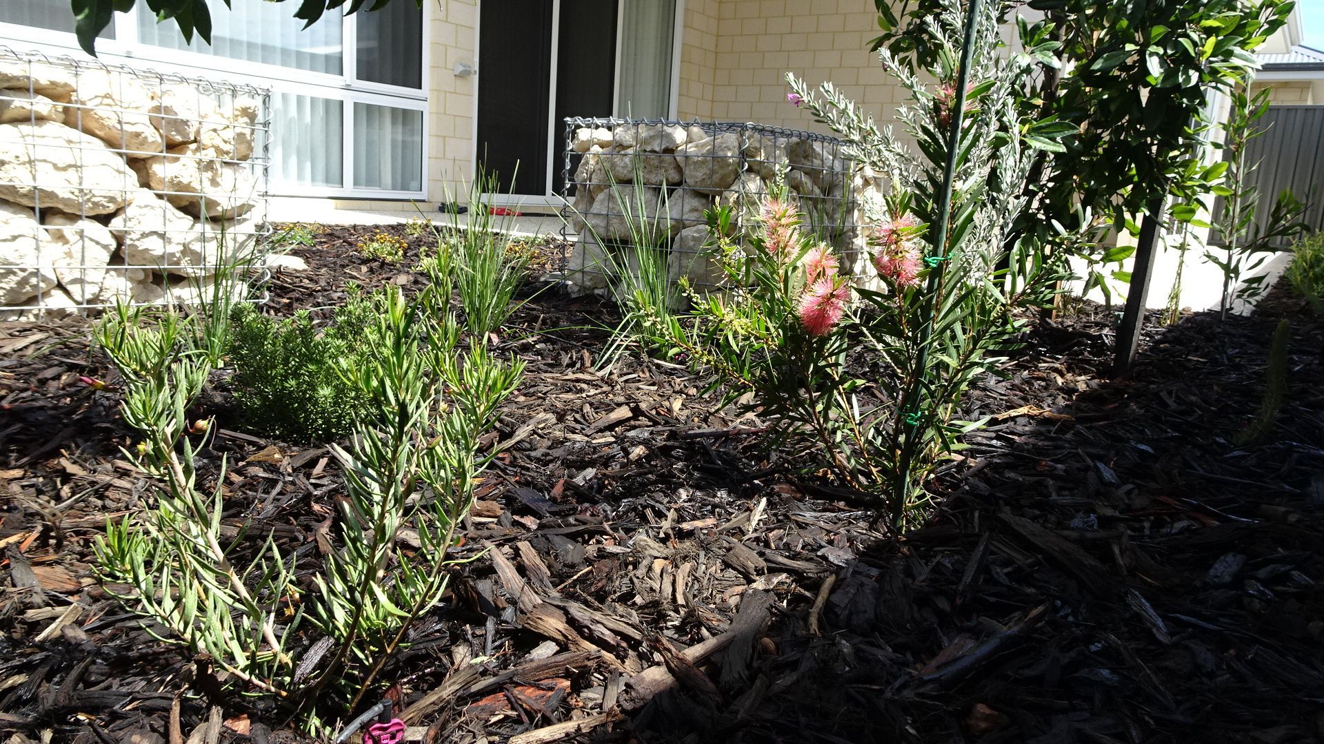 Garden bed with mulch, green plants, and a stone wall next to a house with a window.