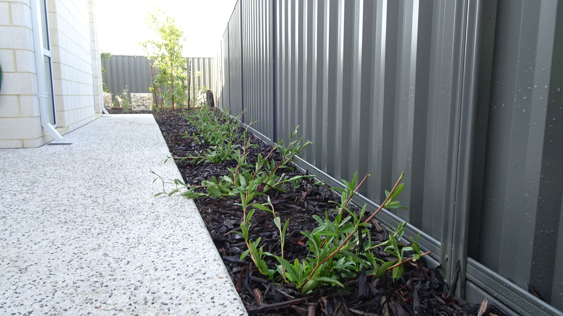Narrow walkway with plants in mulch bed beside a corrugated metal fence.