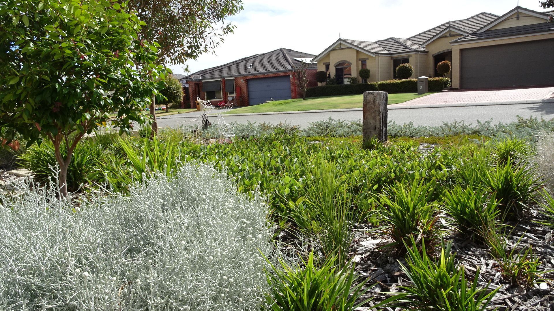 Suburban street with houses and landscaping featuring silver and green plants.