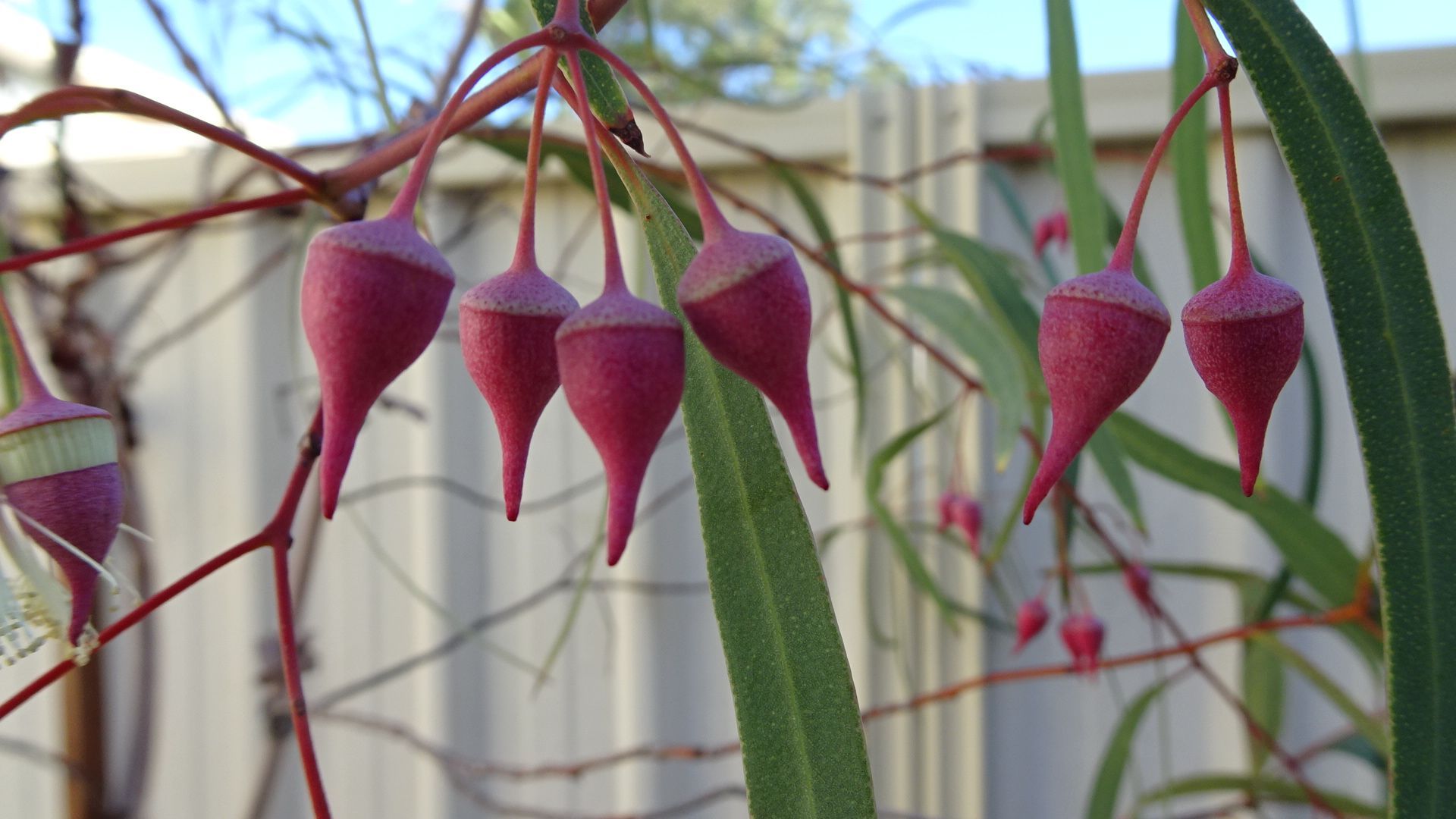 Eucalyptus synandra 'Jingymia Mallee' flower buds dangling, with long green leaves, against a white fence.