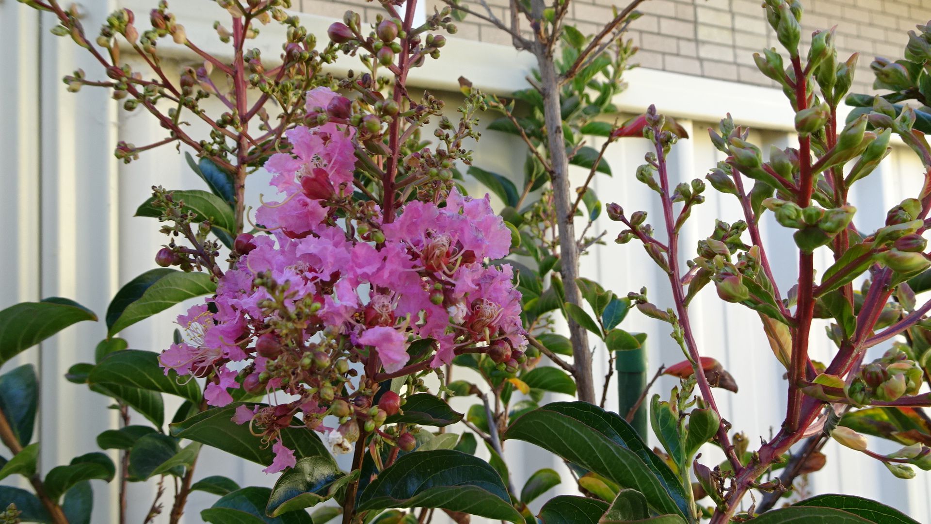 Sioux pink crepe myrtle flowers blooming in front of a white fence.