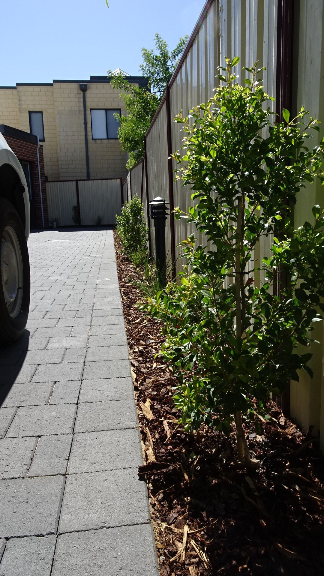 Gray paved pathway beside a fence with green trees and brown mulch.
