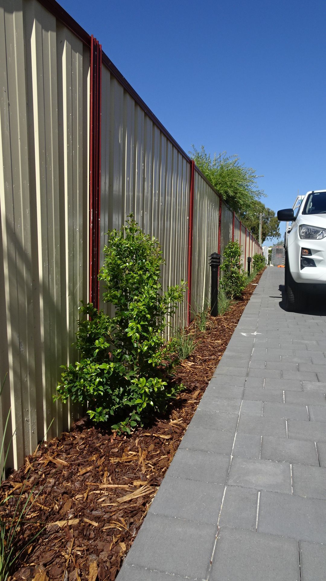 A row of green bushes with mulch border a paved walkway beside a corrugated metal fence, with a white truck on the right.