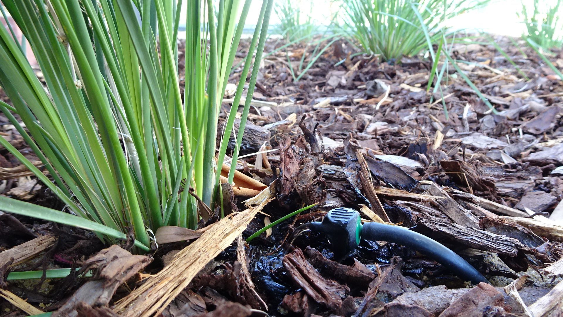 Drip irrigation system in mulch with green plants.