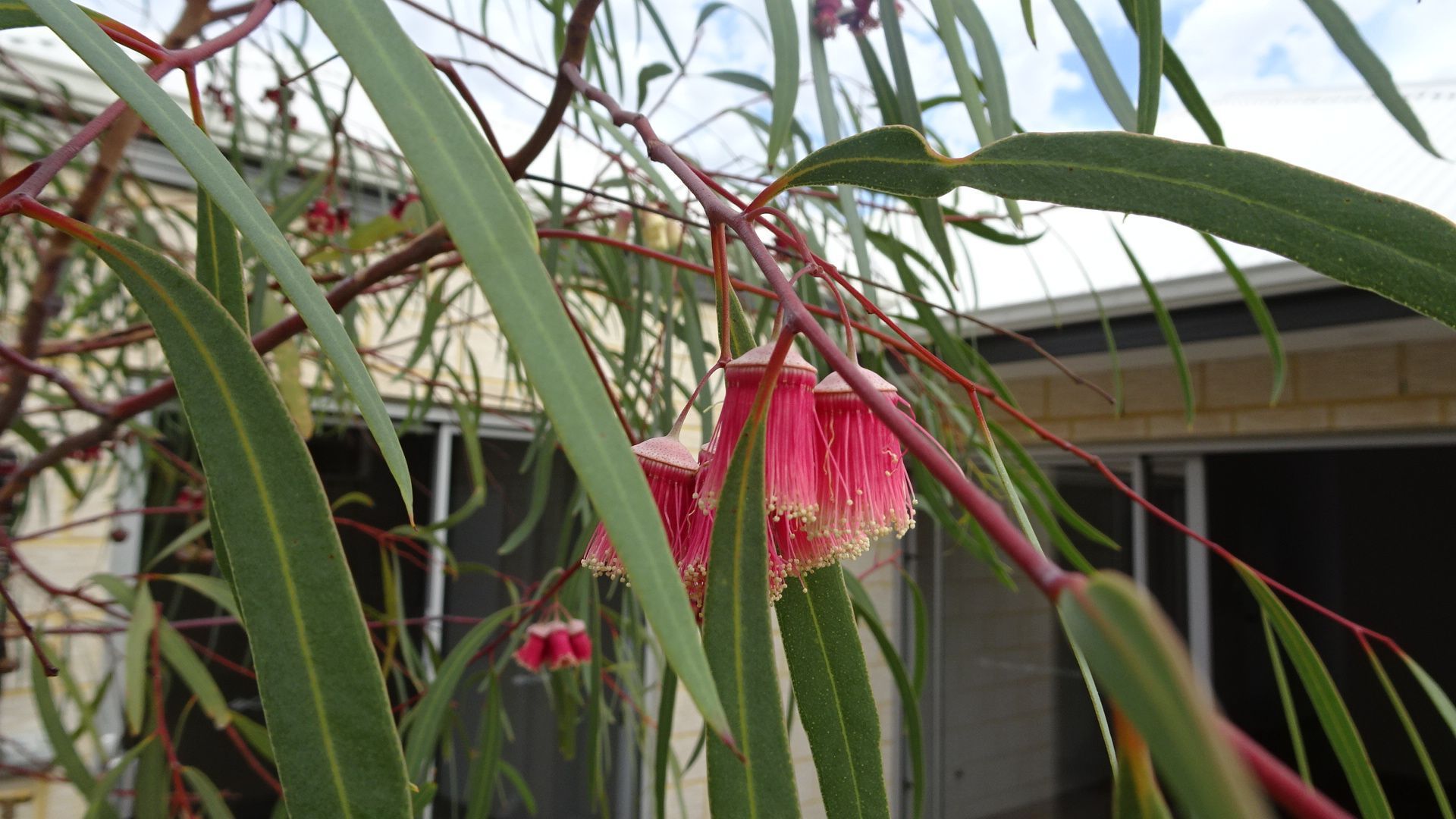 Eucalyptus synandra 'Jingymia Mallee' flower buds