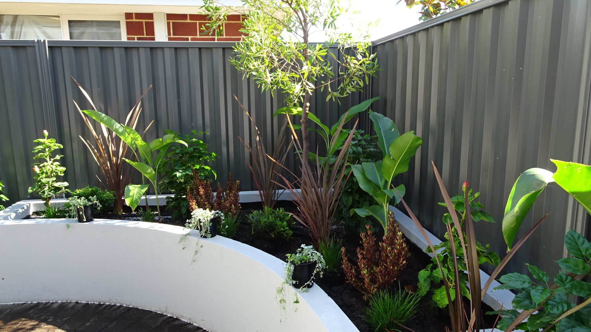 Garden bed with a curved white border, filled with various green and reddish-brown plants, against a gray fence.
