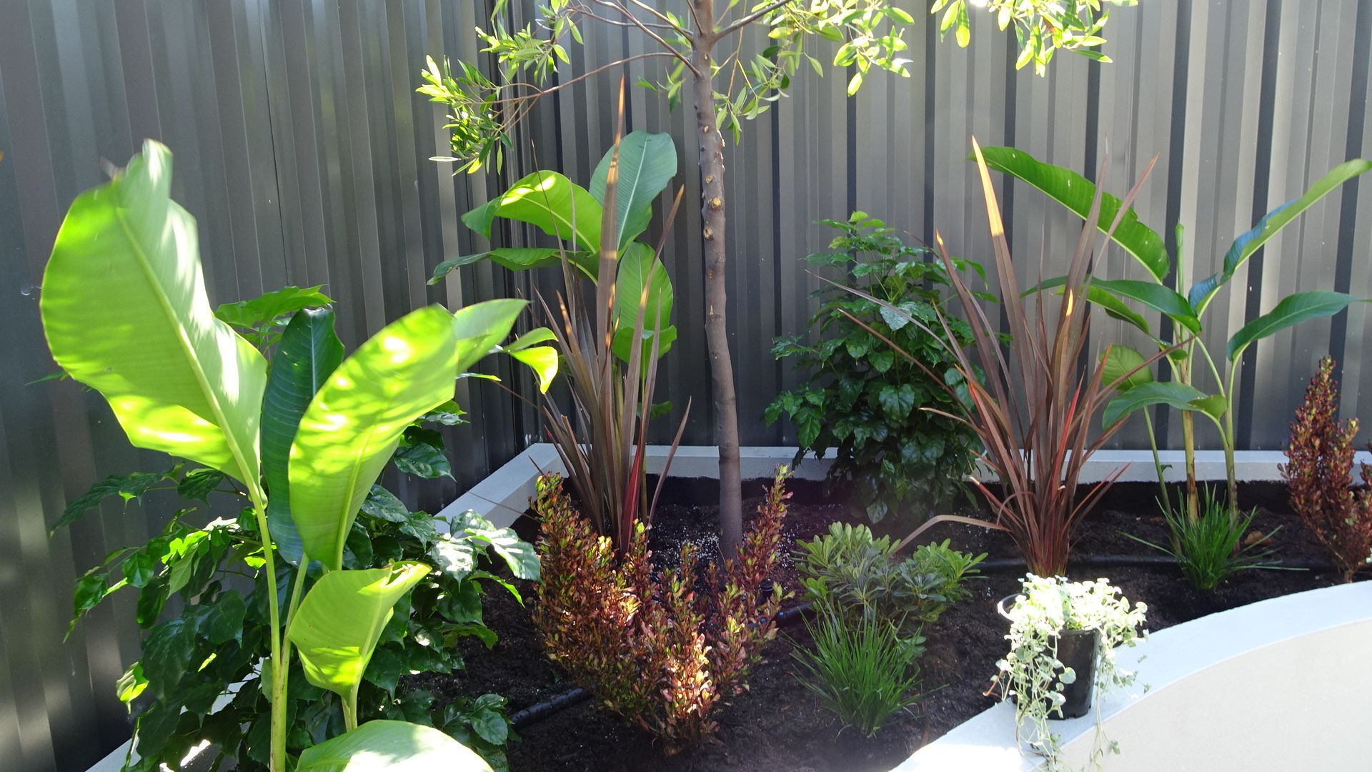 A lush garden bed with various green and burgundy plants against a gray fence, under sunlight.