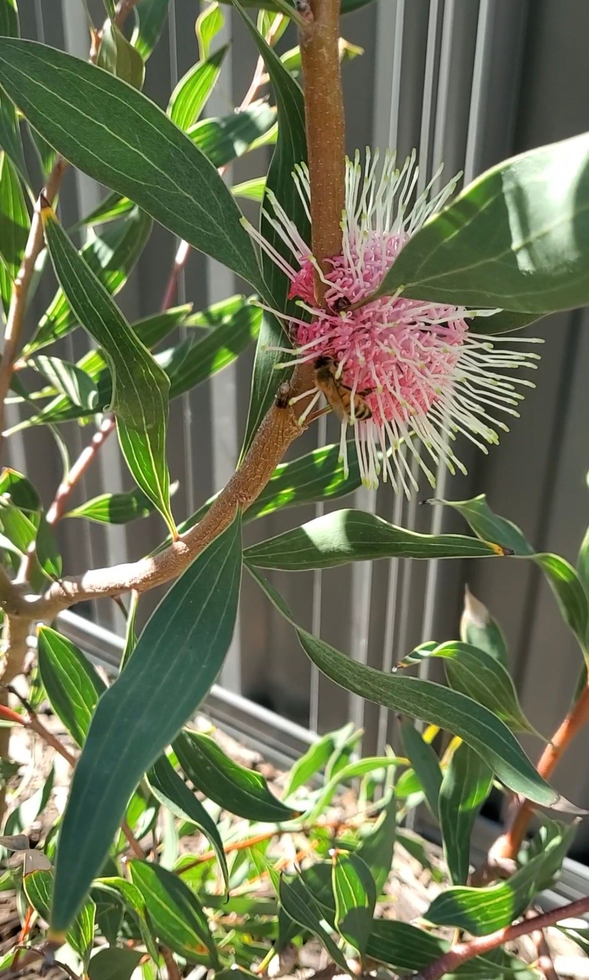 Pink and white bottlebrush flower on a leafy branch in bright sunlight
