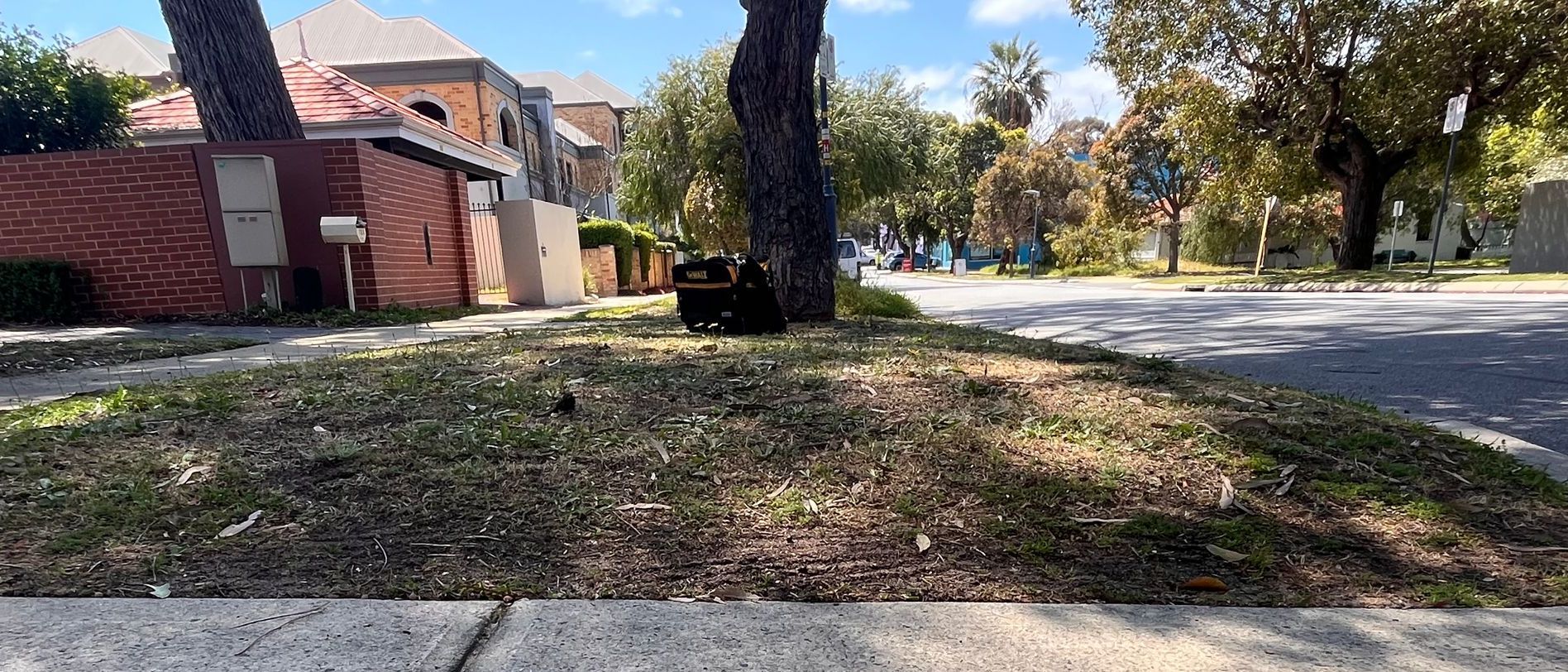 A black cat sits near a tree on a grassy area next to a street with houses in the background.