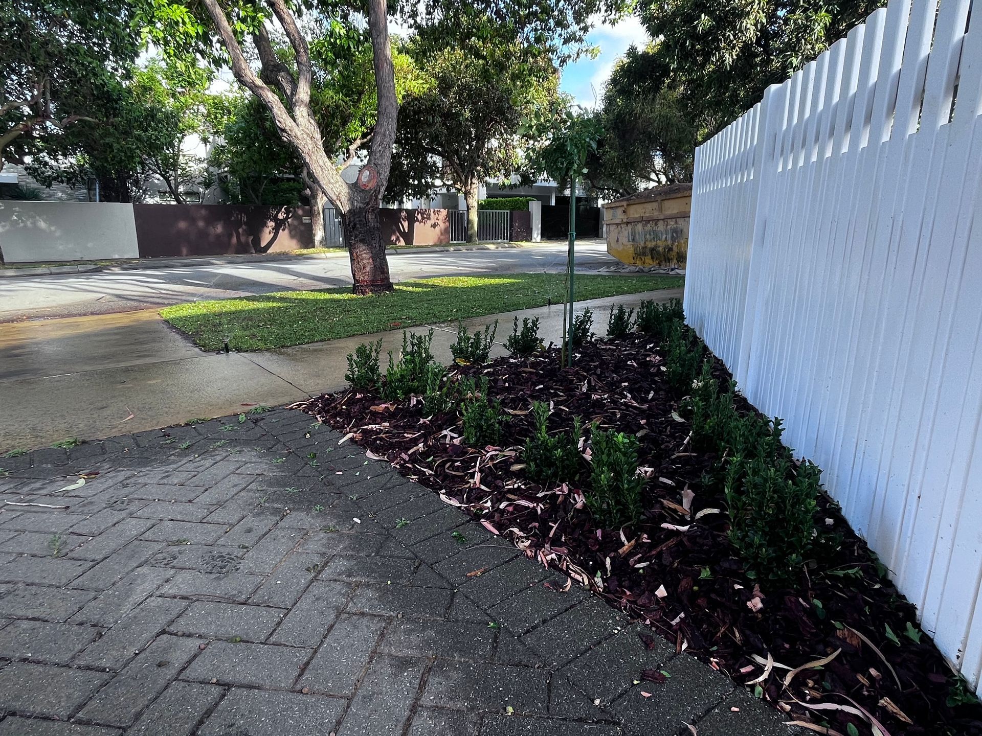 Brick sidewalk, planting bed with dark mulch and green plants, white picket fence, trees, and street.