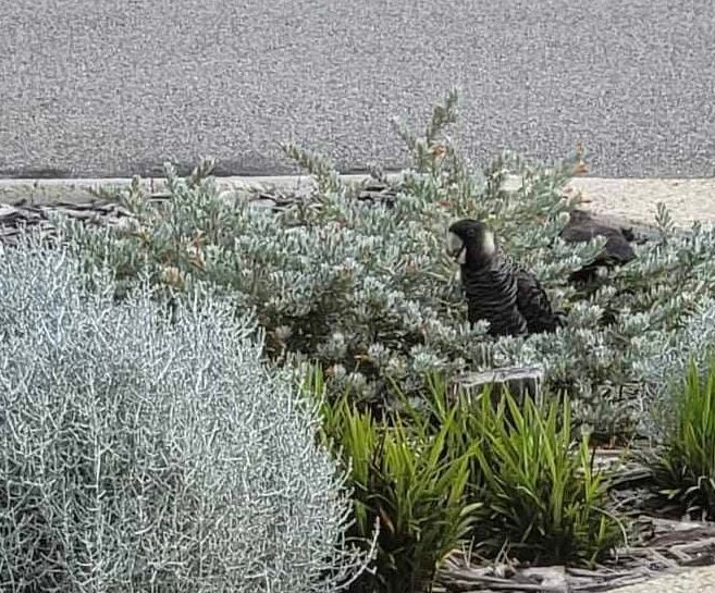 Two black cockatoos perched in silvery-green foliage near a pavement.