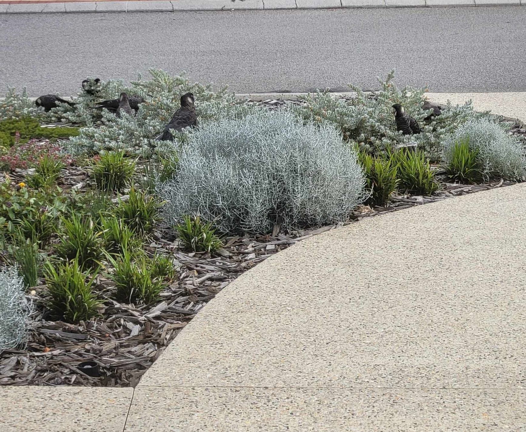 Garden bed with silver-green plants and brown mulch next to a light-colored, curved pathway.