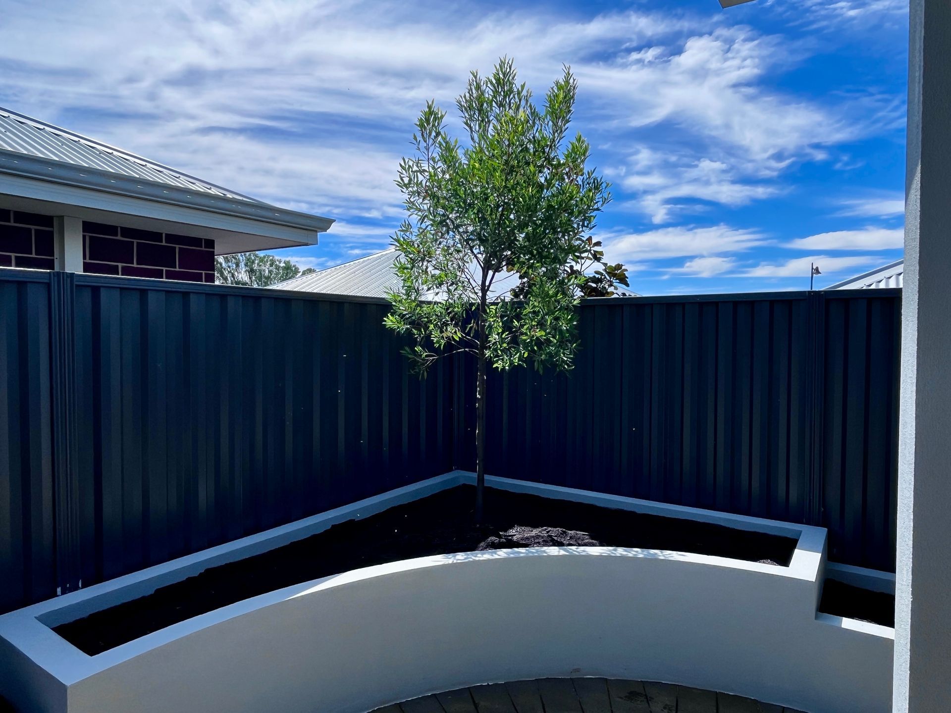 Tree planted in a raised white planter, against a black fence under a blue sky.