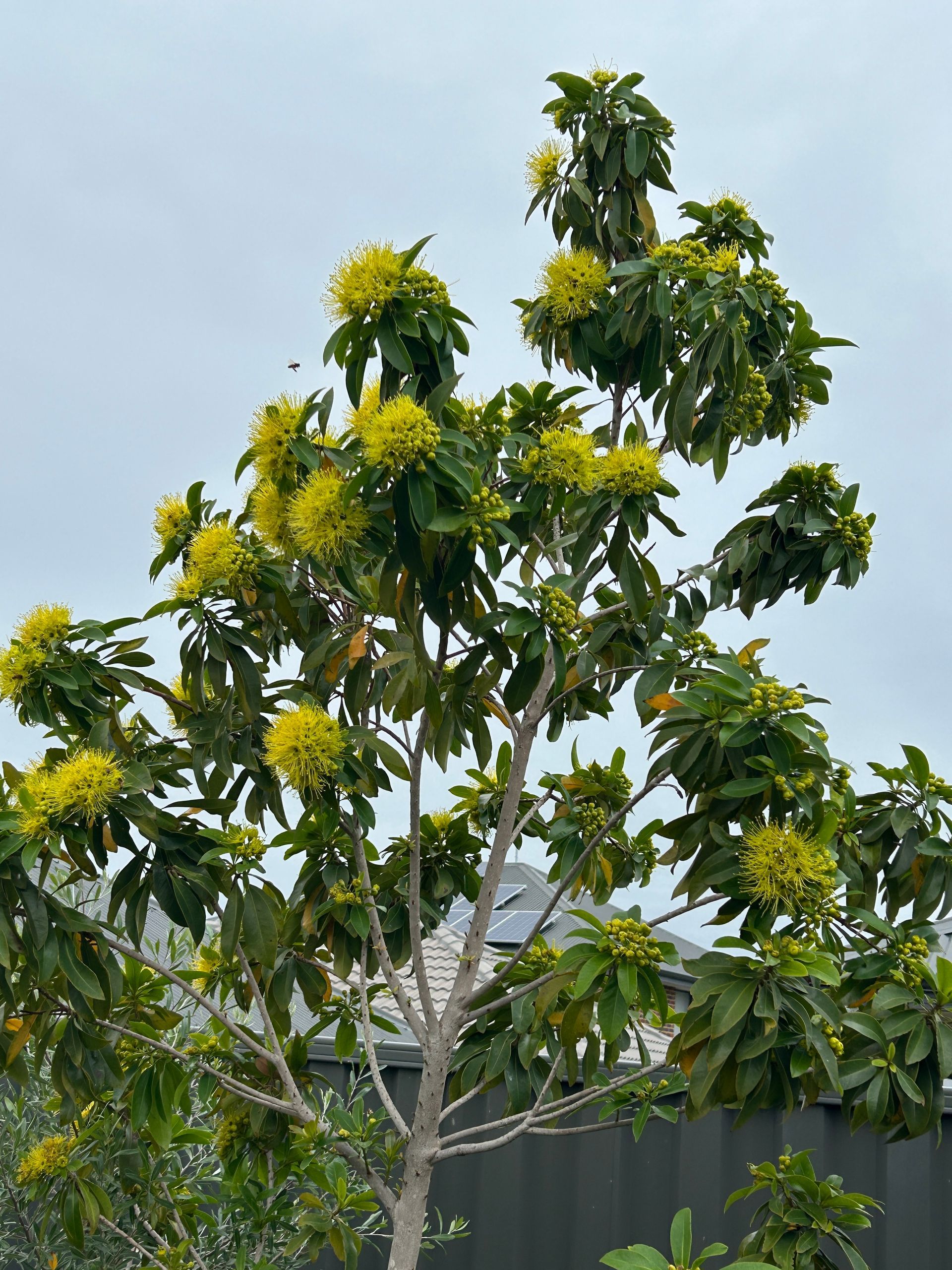 Xanthostemon 