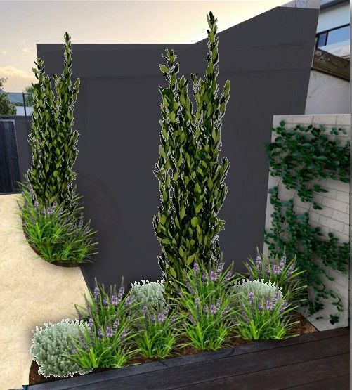 Landscaped garden with tall evergreen trees, lavender, and a dark grey wall.