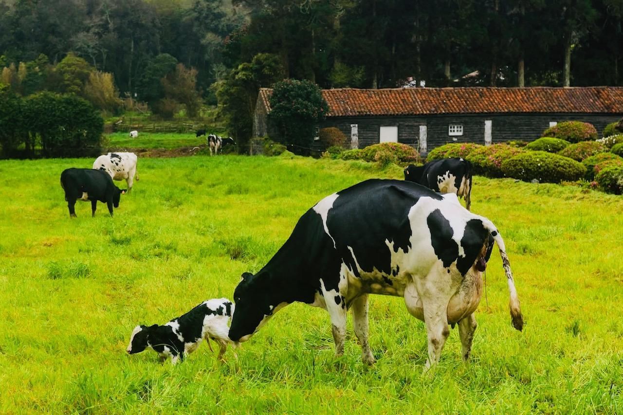A cow and its calf graze in a grassy field, with other cows and a long barn building visible in the background.