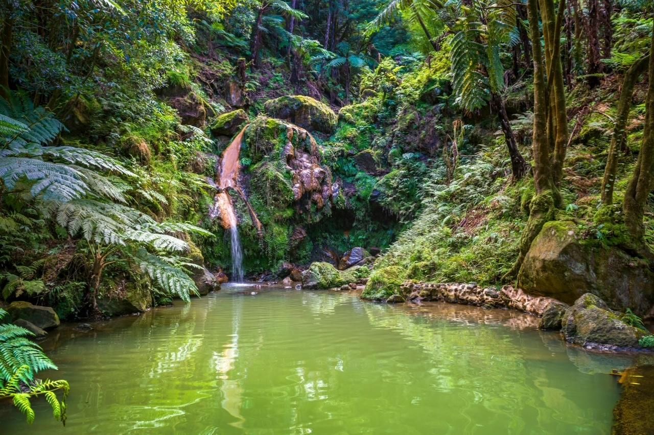 A small waterfall flows into a tranquil, light green forest pool surrounded by lush ferns, mossy rocks, and dense trees.