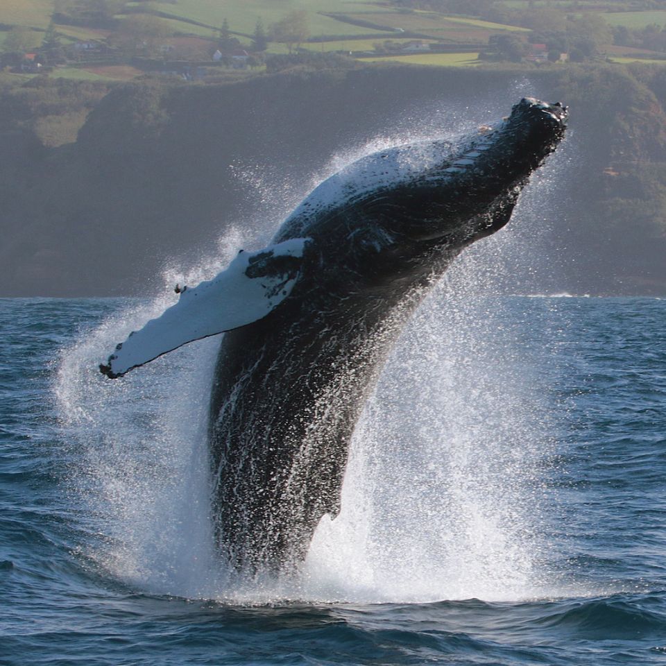 An aerial view of a mountain covered in trees next to a body of water.