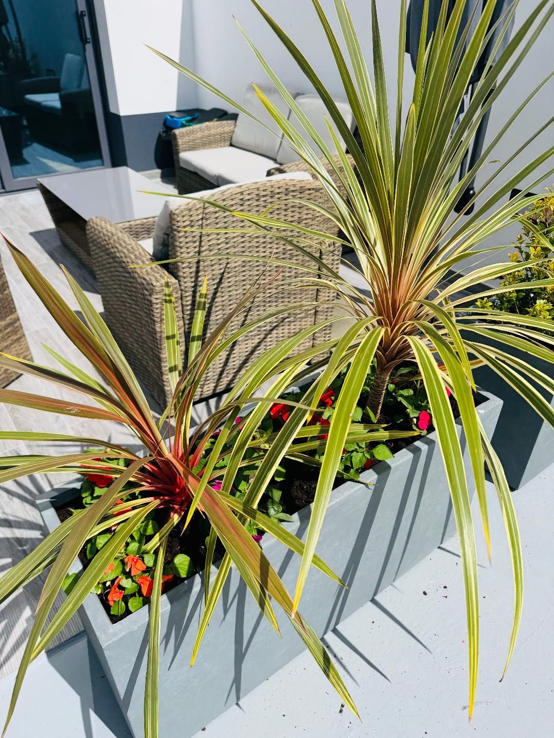Two spiky, variegated plants in a long, grey planter box on a patio with wicker furniture in the background.