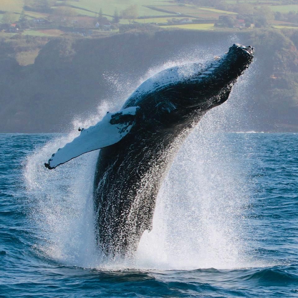 A humpback whale breaches high out of the blue ocean, creating a large splash against a blurred coastline background.