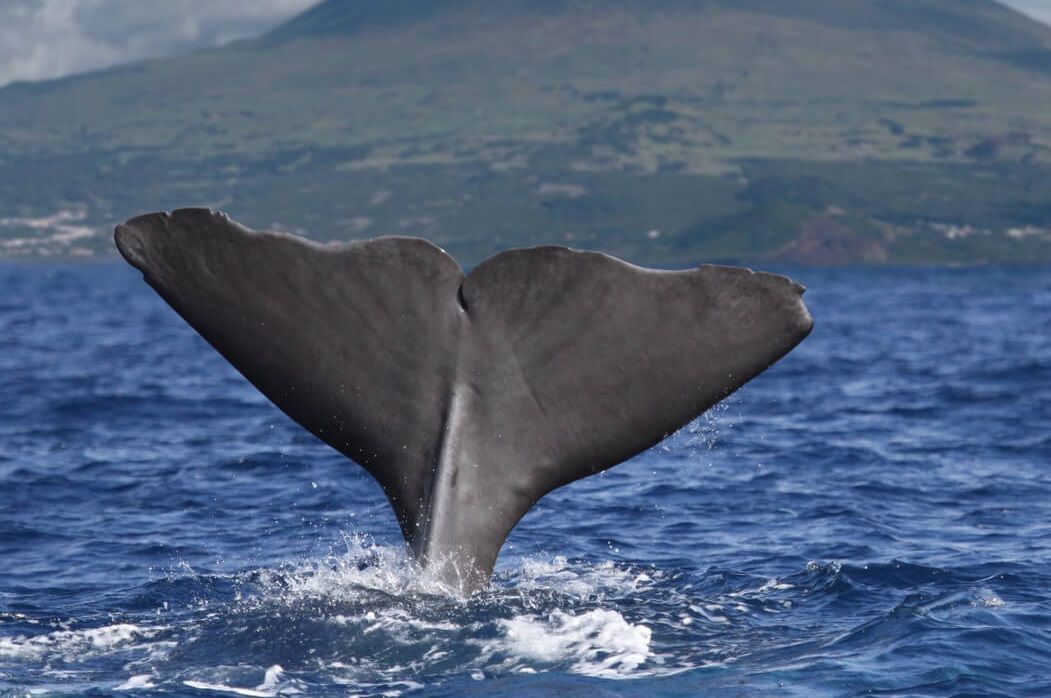 A sperm whale’s tail fluke rises out of the blue ocean water with a mountainous coastline in the background.