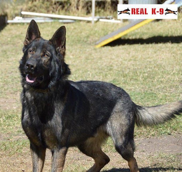 santo real k9