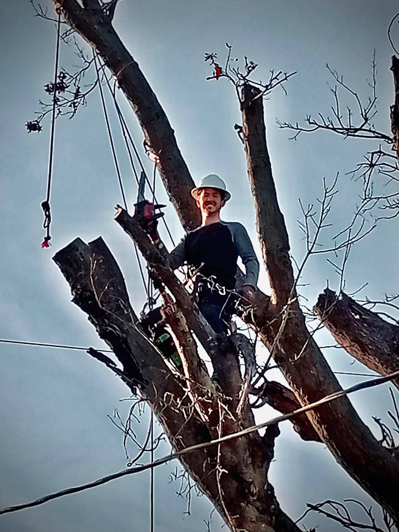 Person in a white hard hat standing in a leafless tree, holding a chainsaw against a cloudy sky.
